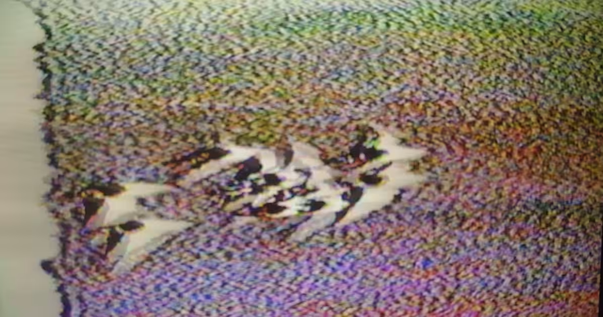 Turnstone