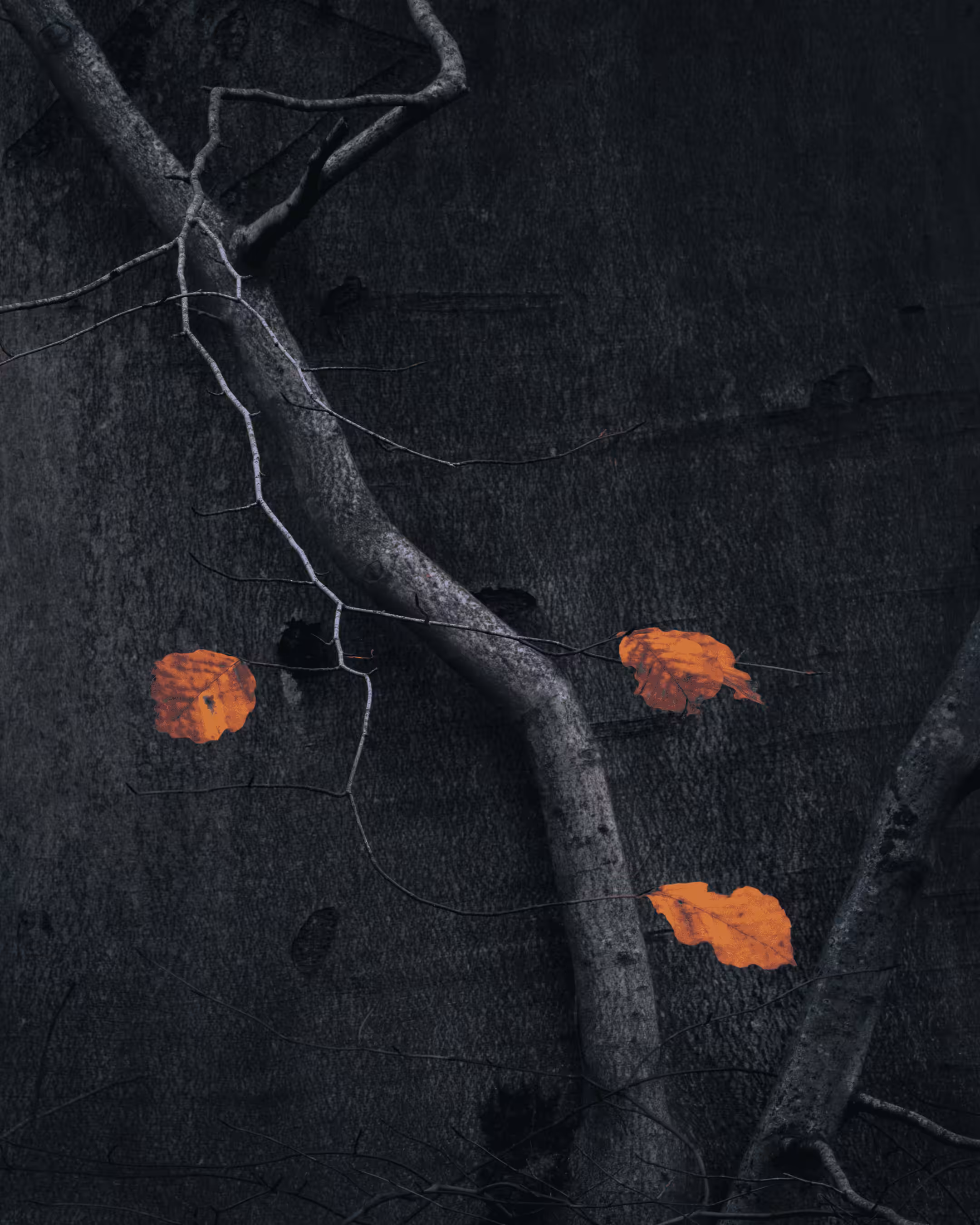 Elements #9 - Seasons End
