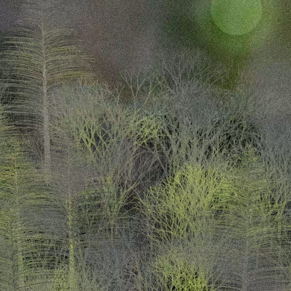 Moonlit Native Bush #49