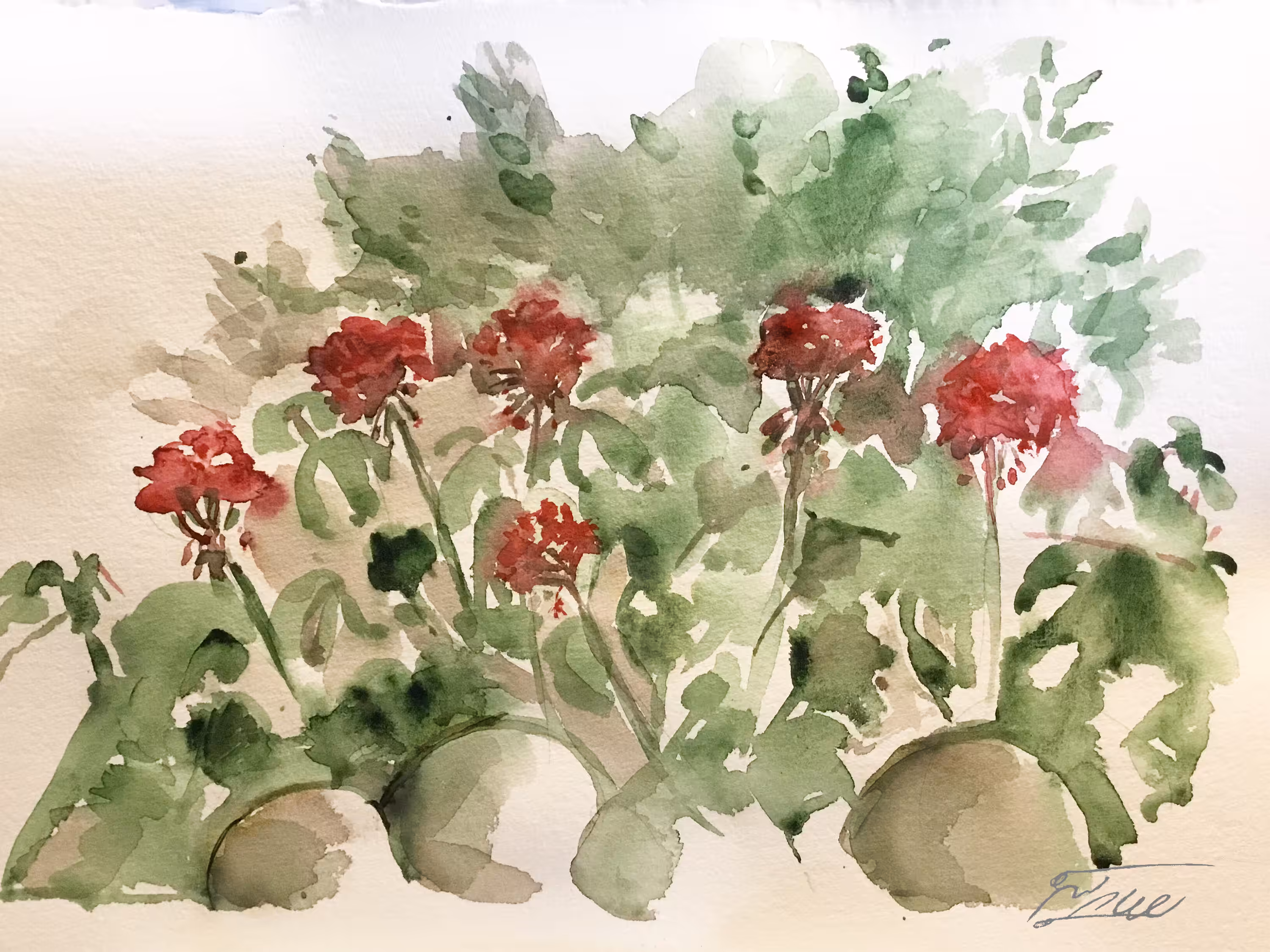 Geraniums