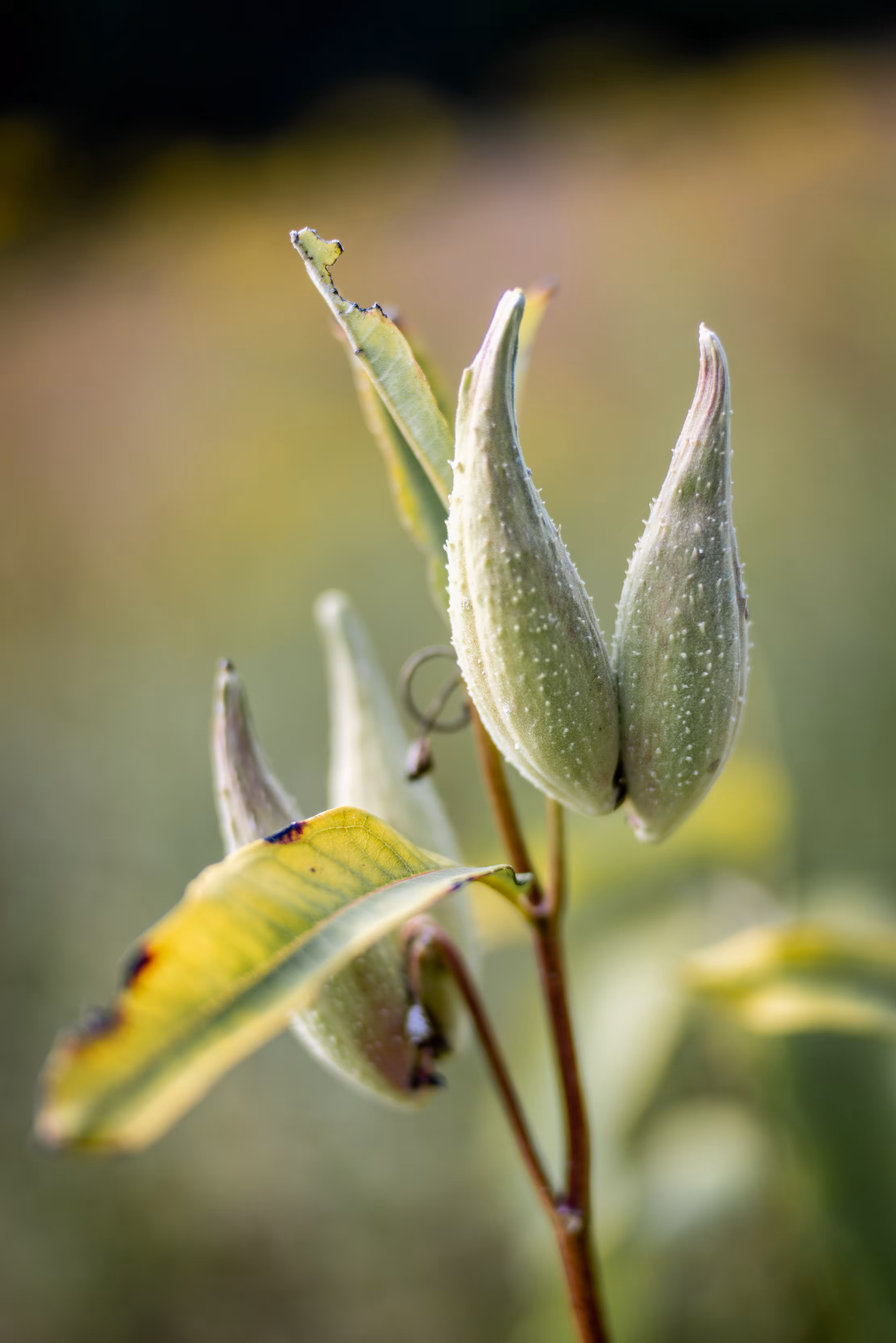 Common Milkweed Seed Pods