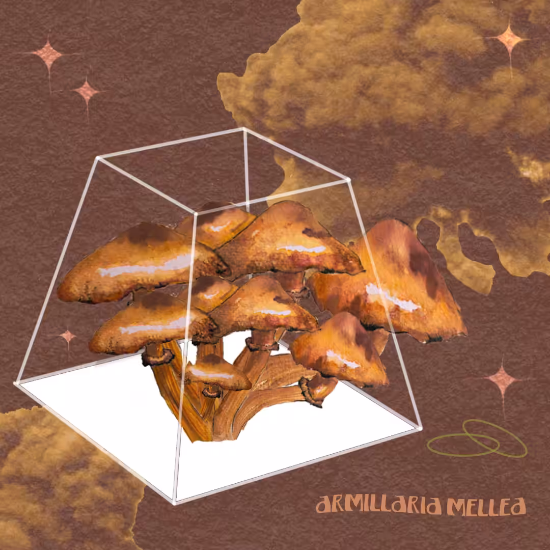 Armillaria Mellea