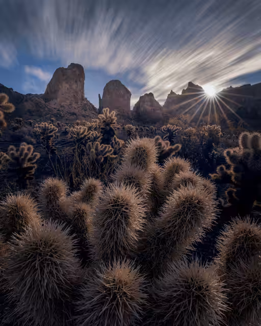 Star of the Cholla Cacti