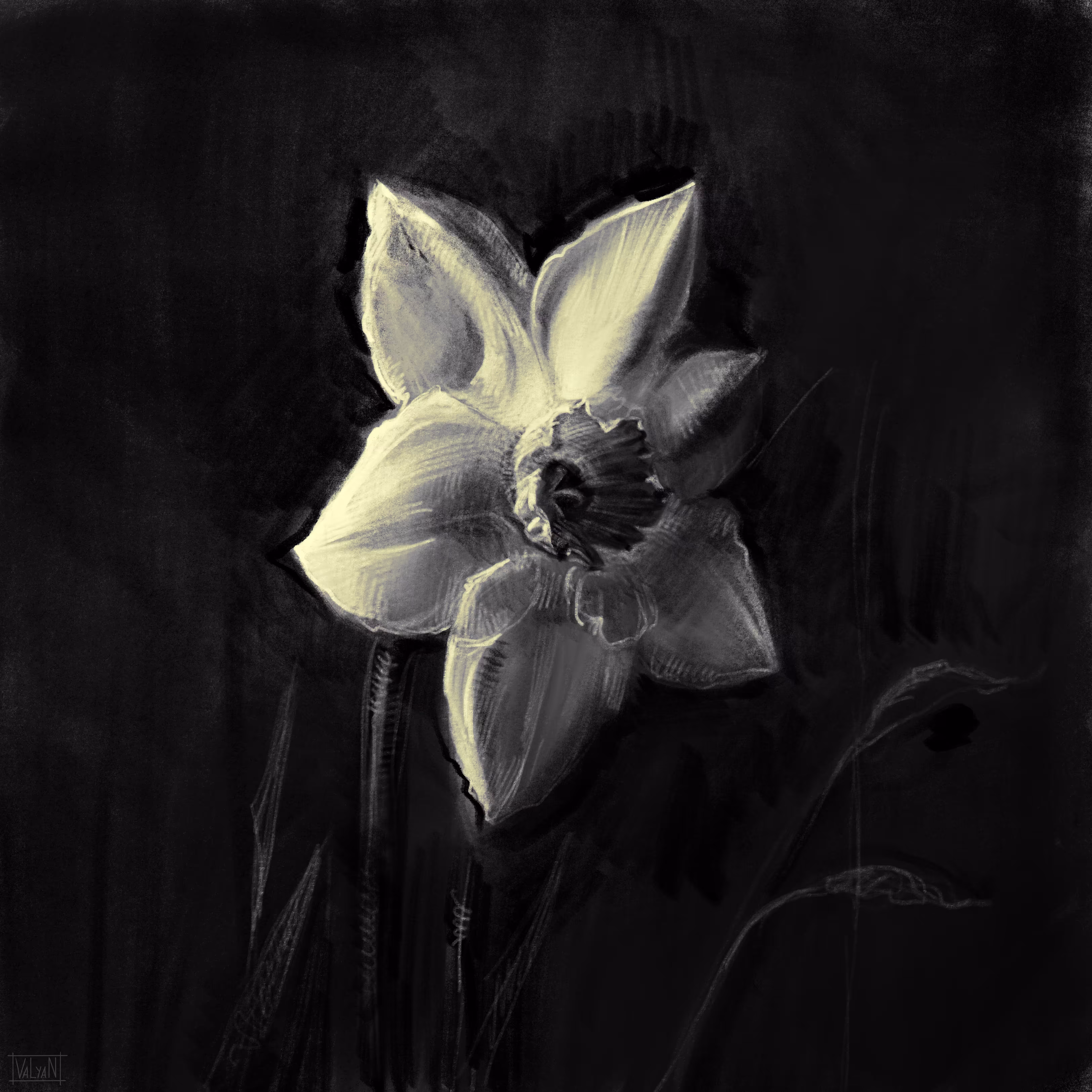 Daffodil (Narcissus)