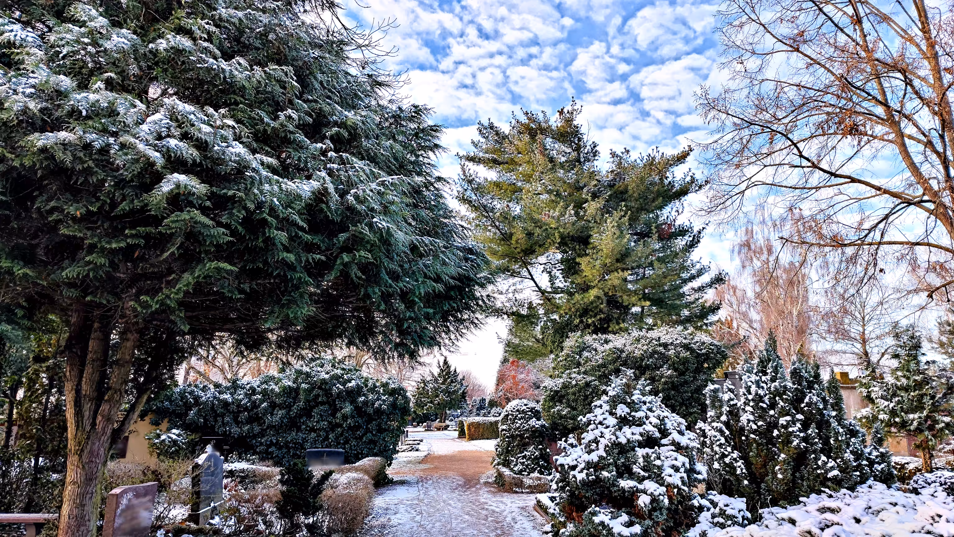 Snow on conifers