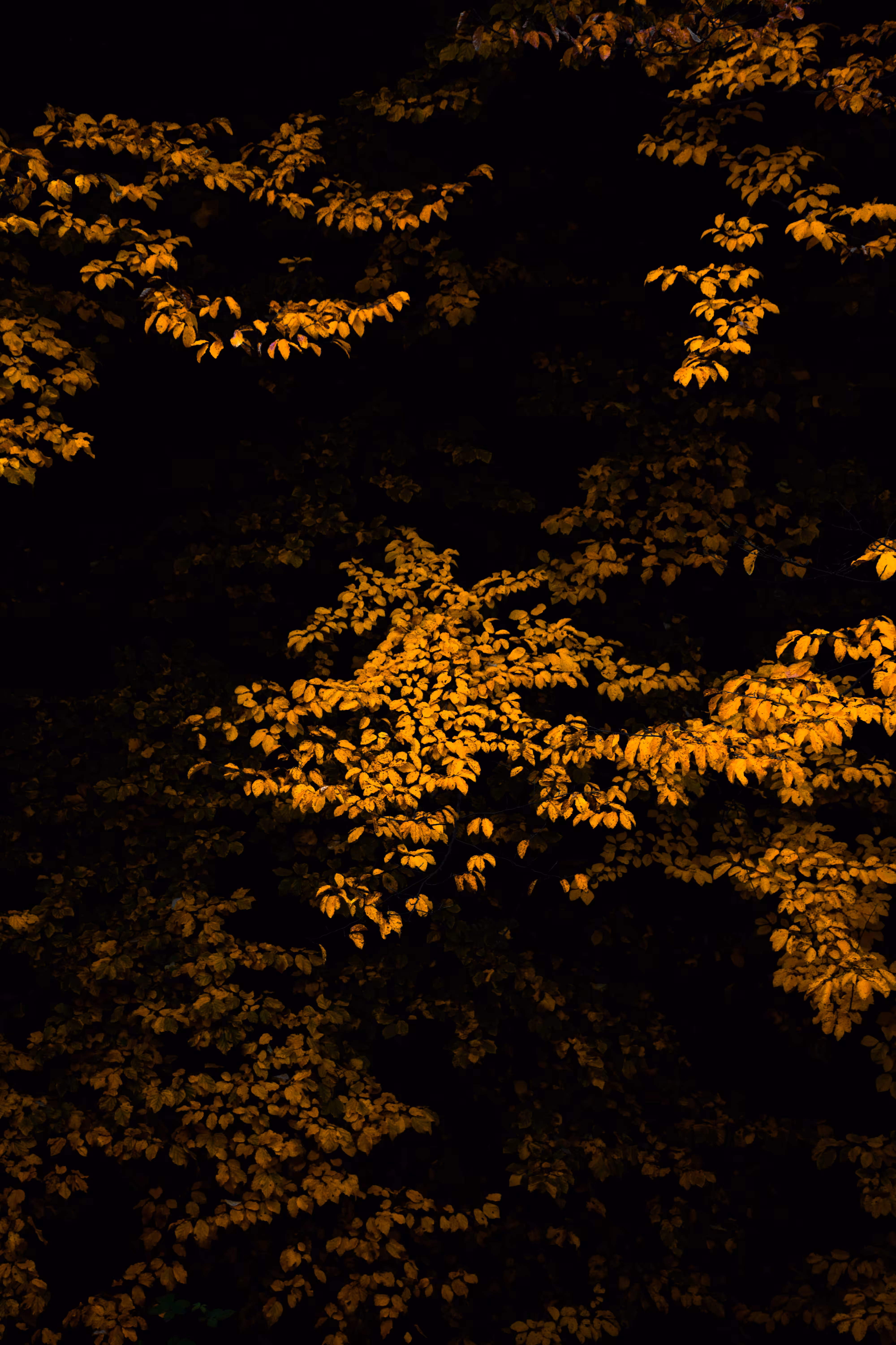 Golden Whispers