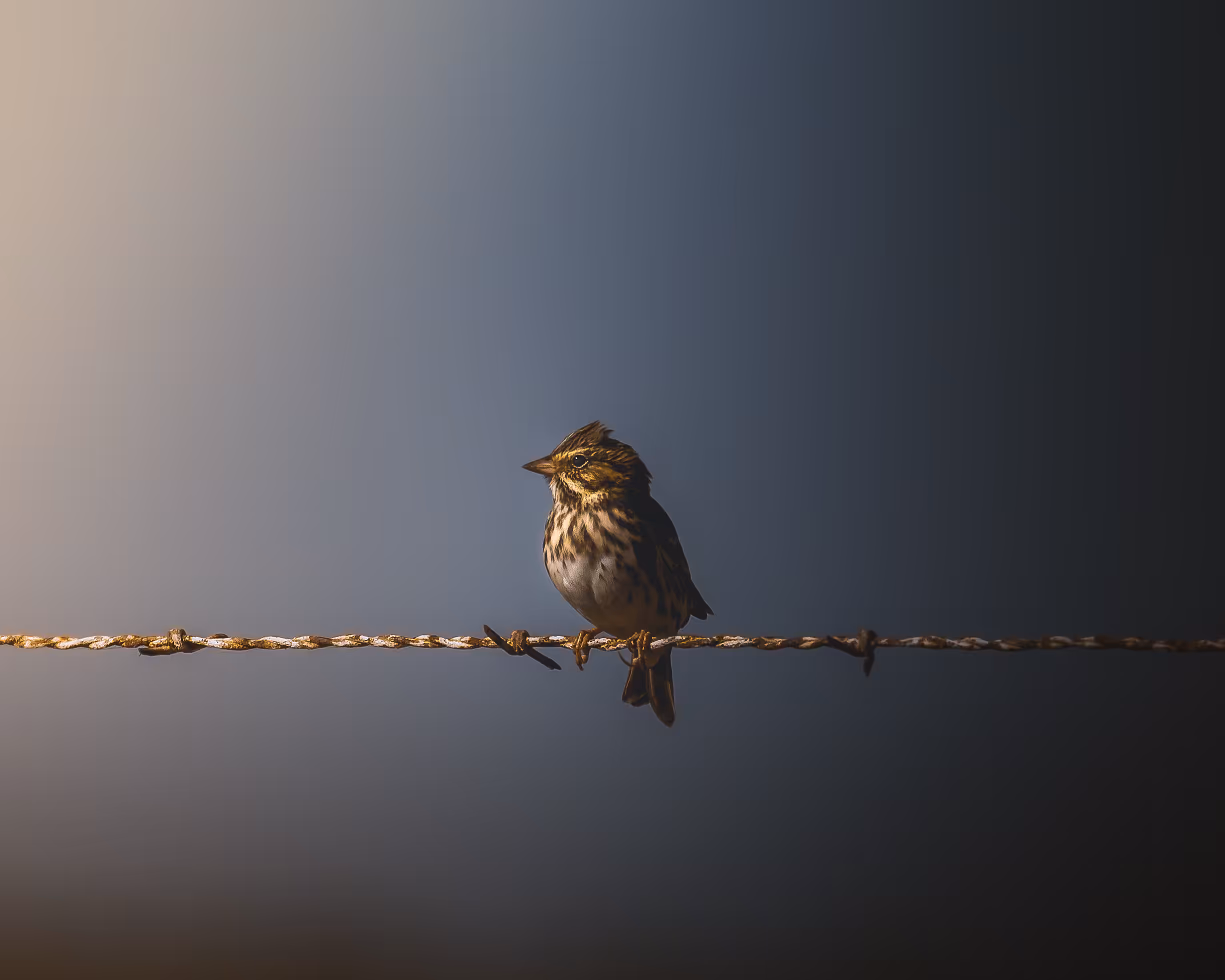 Bird on a Wire