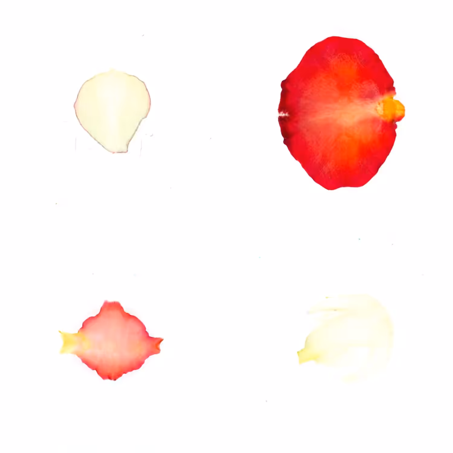 Infinite Petals 2x2#3464