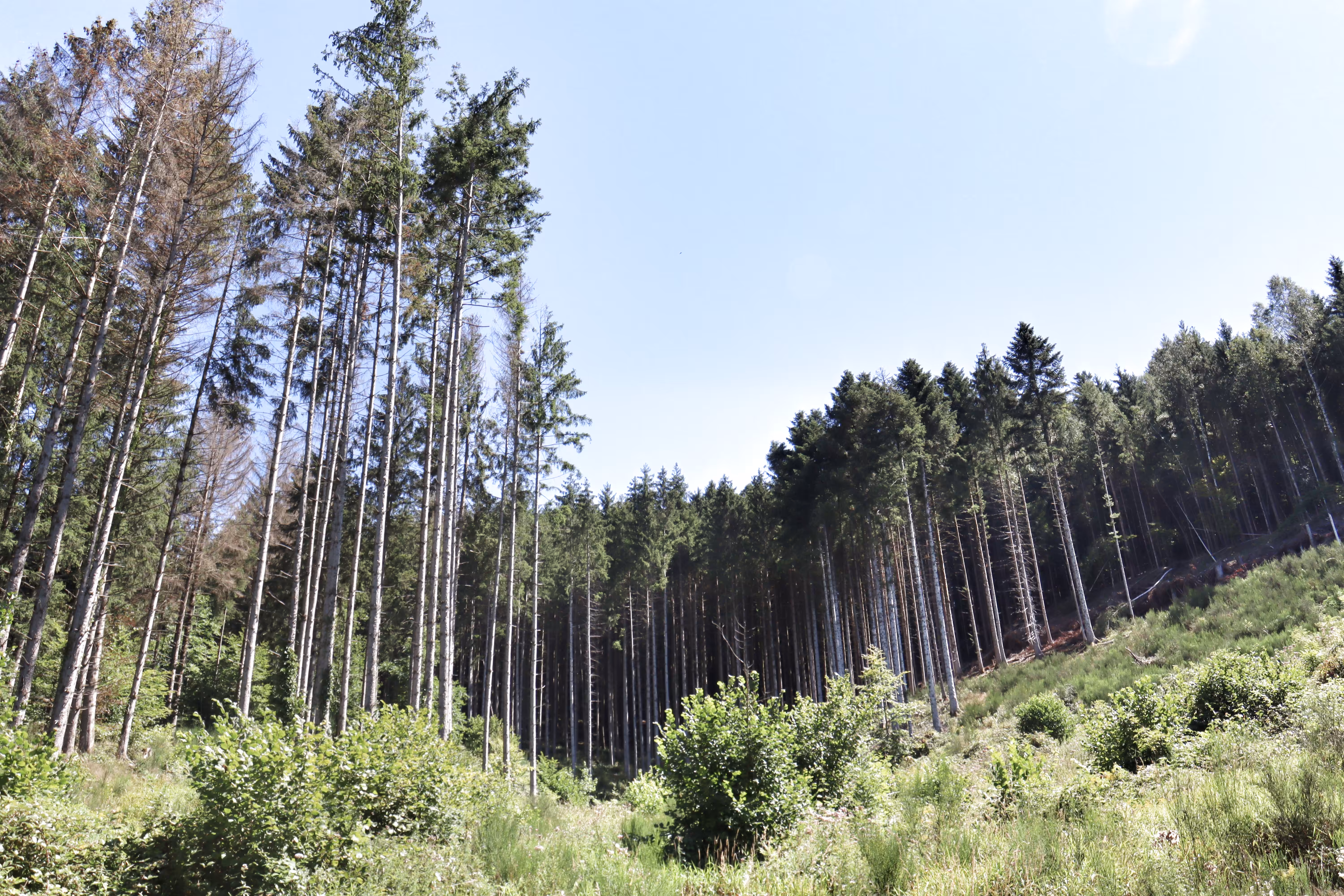 Vosges 0.02