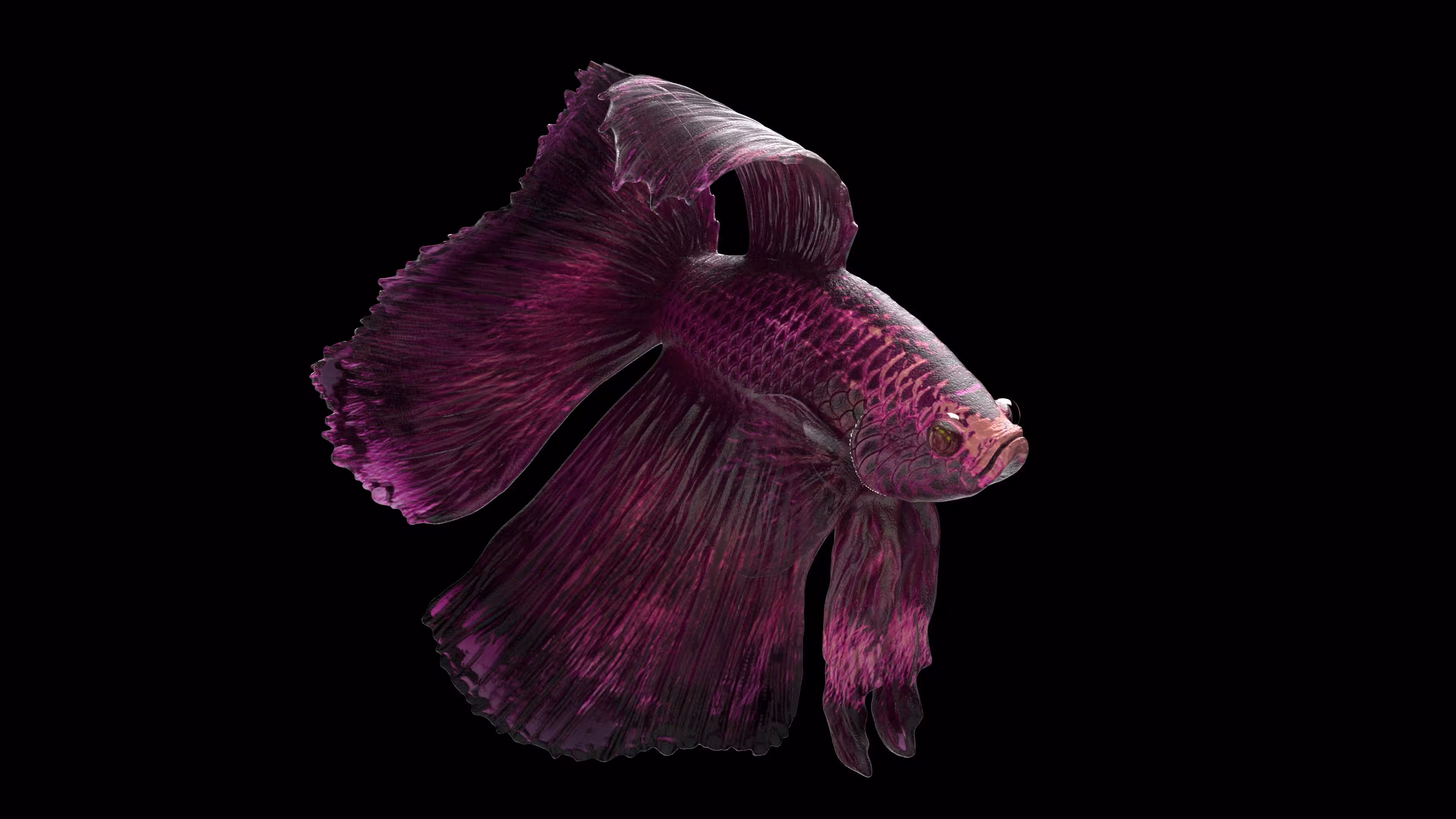 Fighter Fish