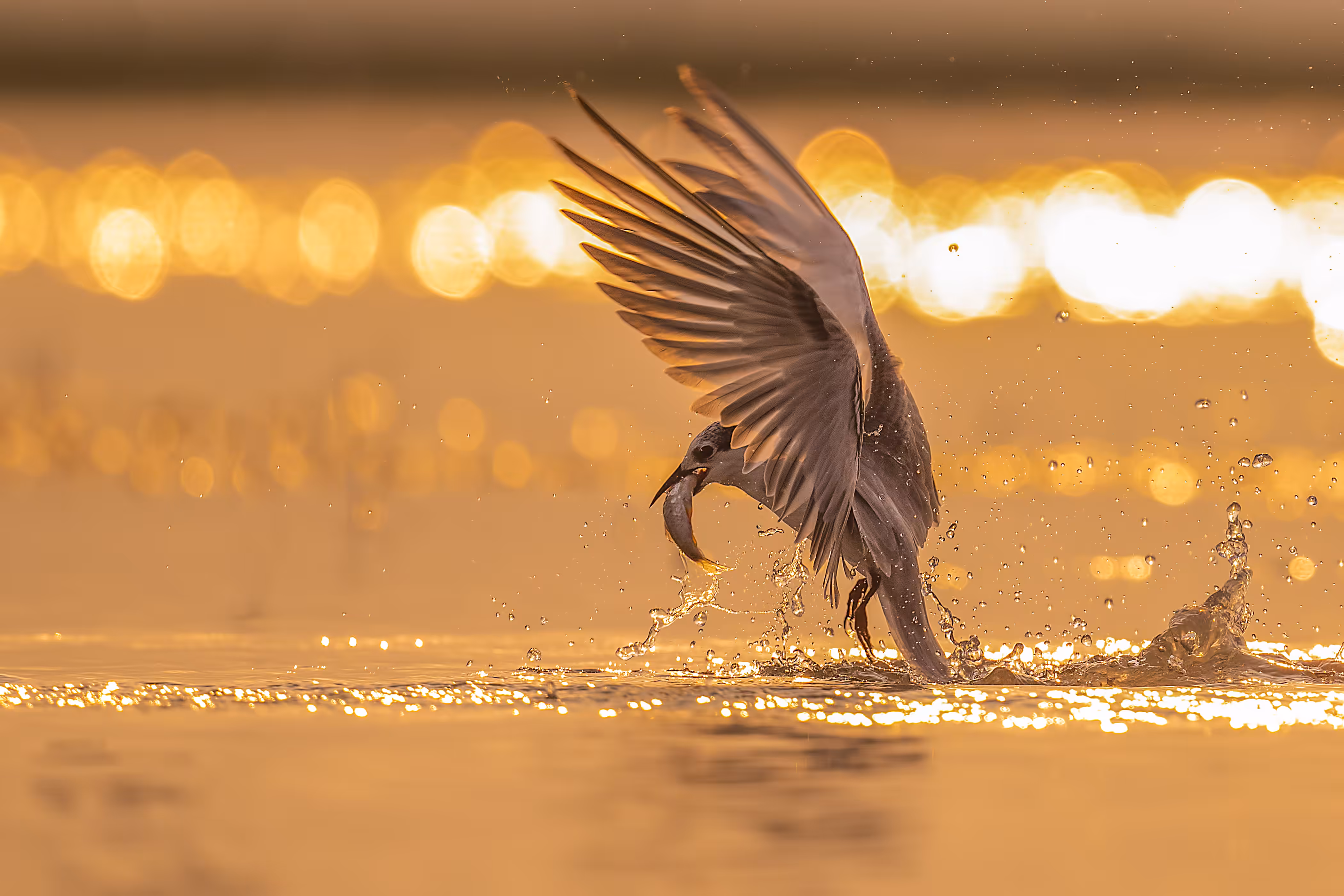 Sunset Hunt