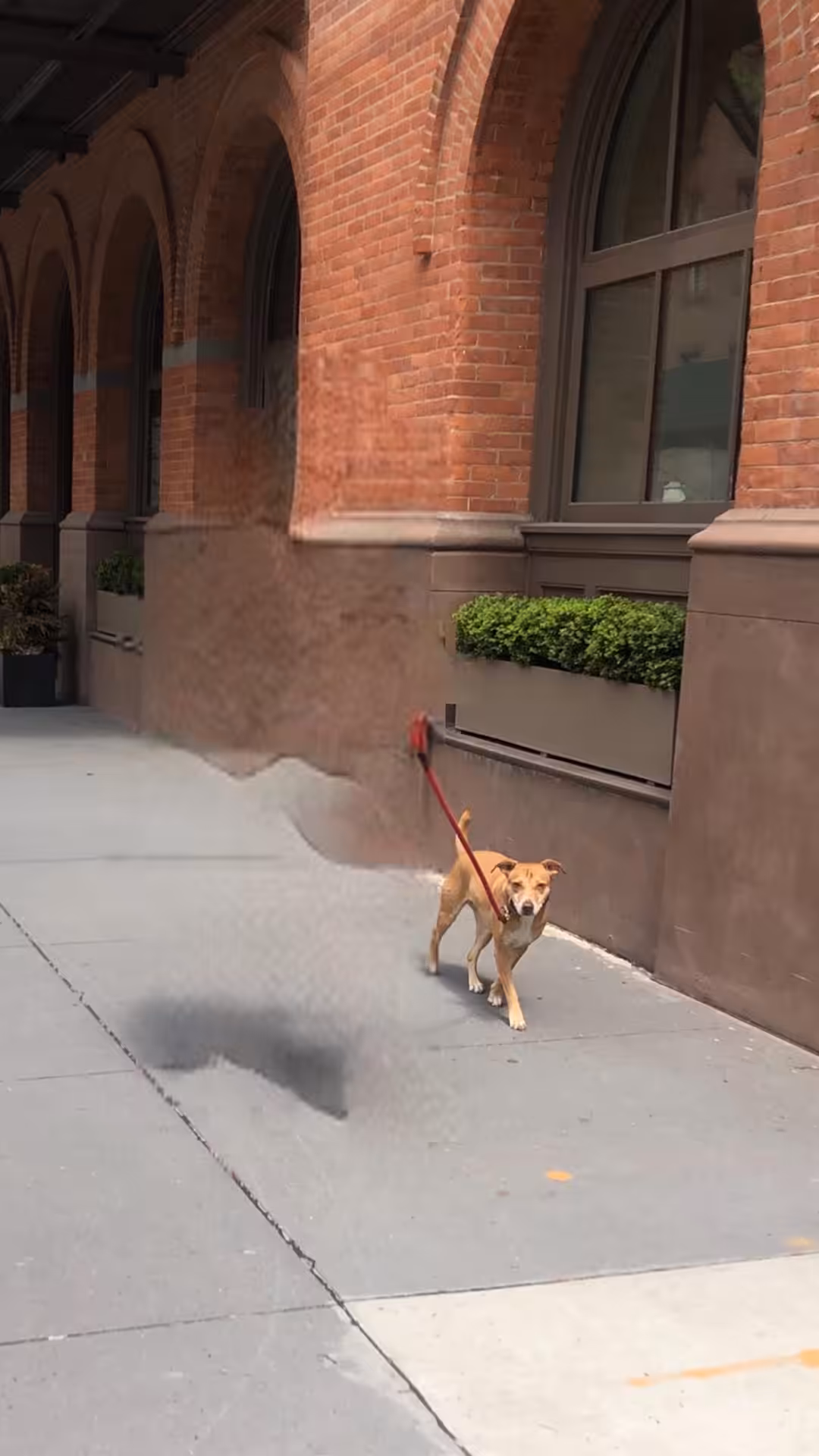 Post human dog: Sophy