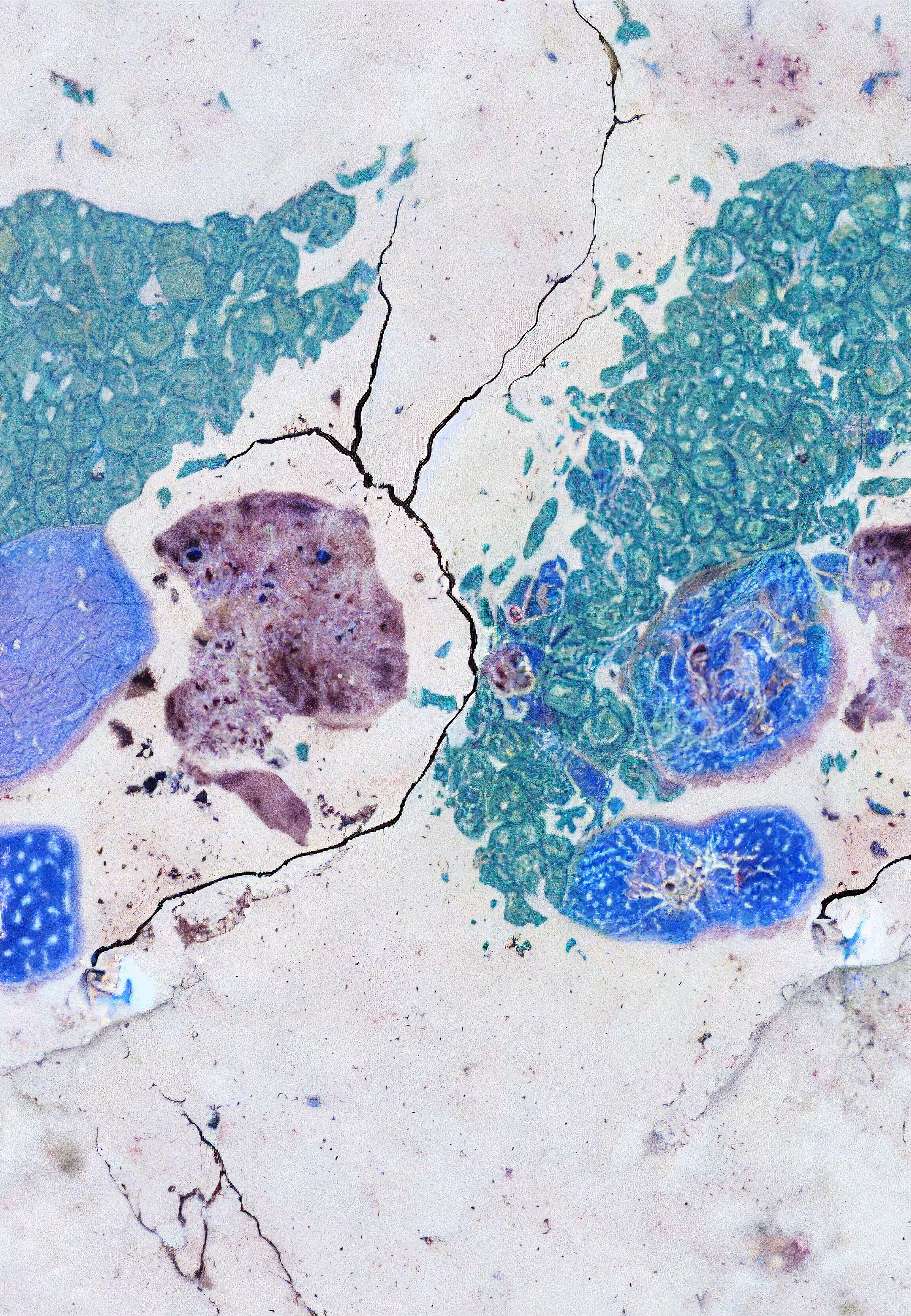 Histologia In Silico #144
