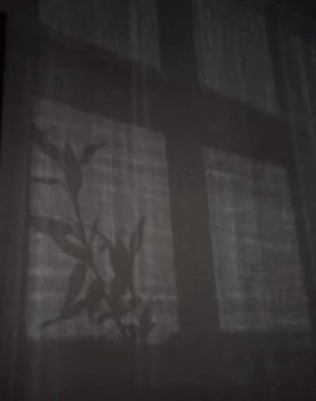 In the moonlight