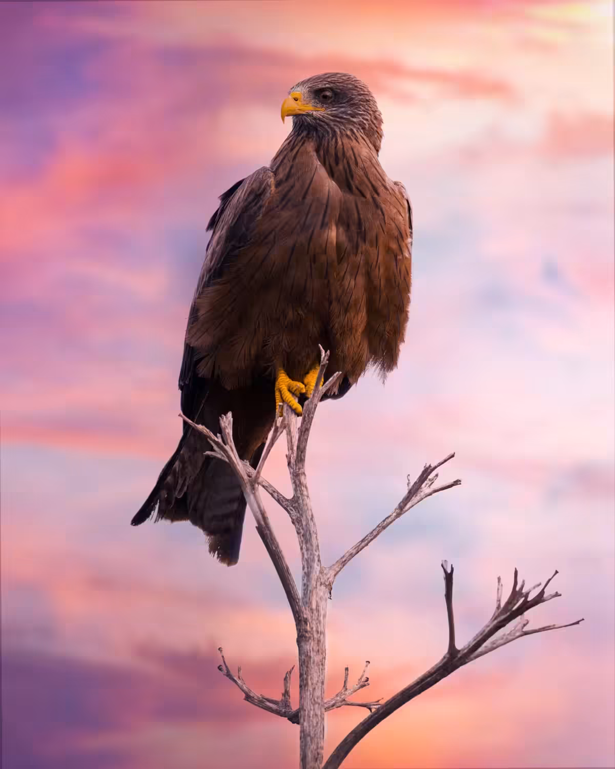 Black Kite scavenging for prey