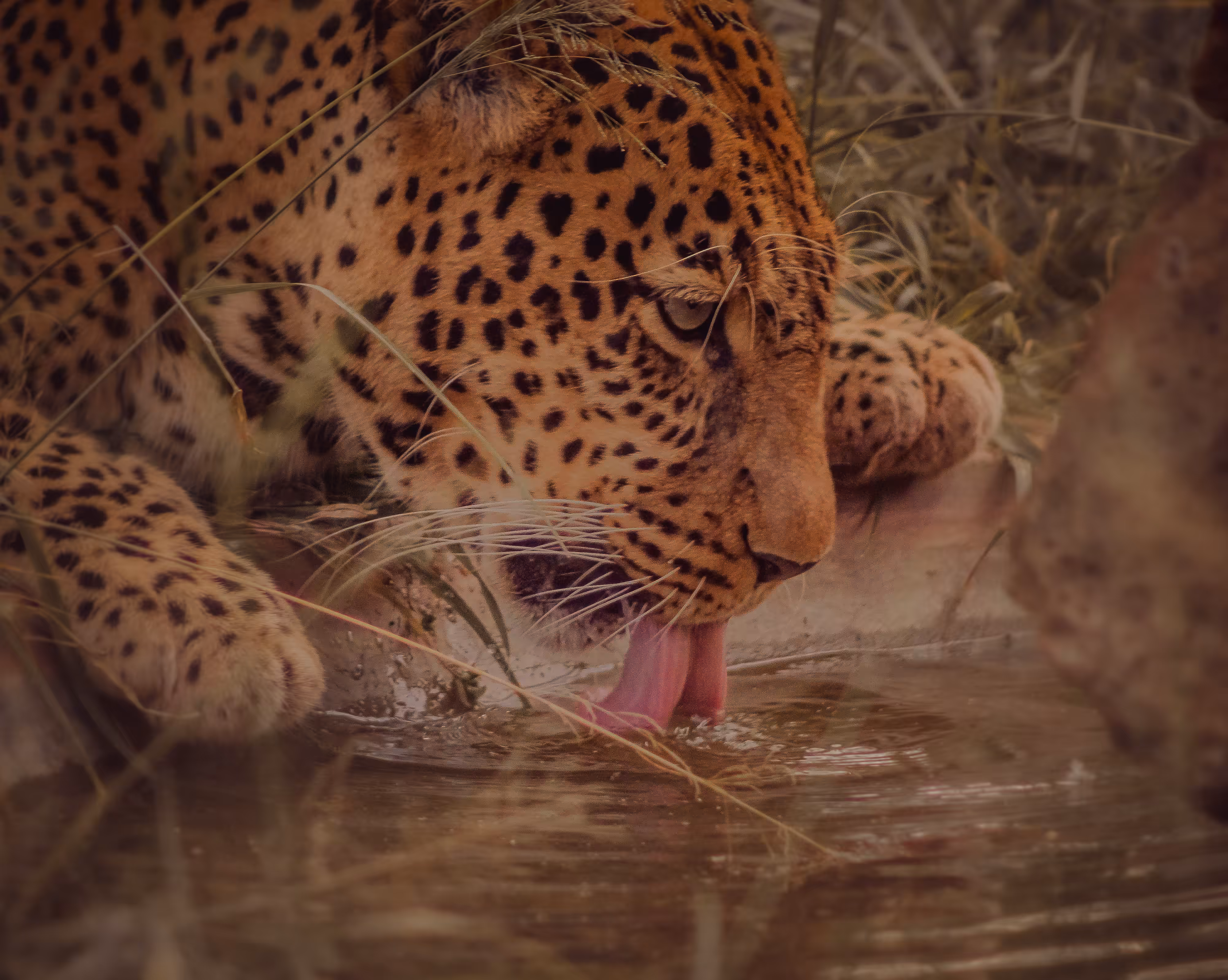 Chui (Choo-ee in Swahili) / Leopards