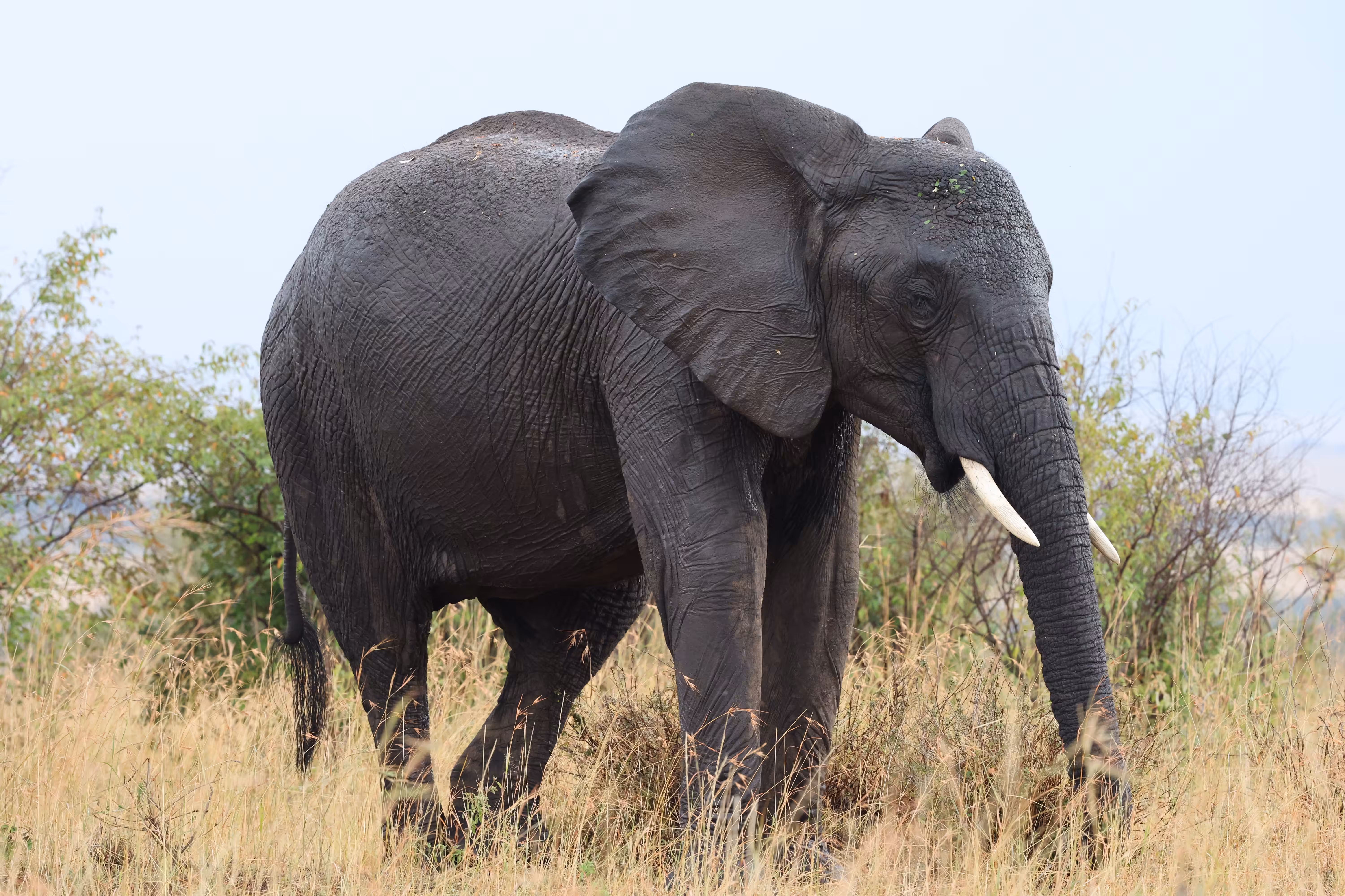 Kenya: Giant of Africa