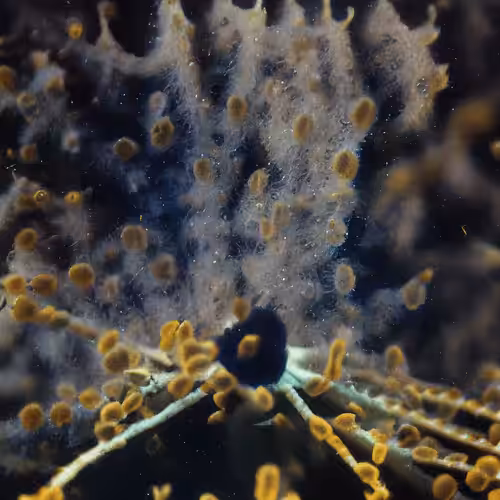 Molecular Atlas #47