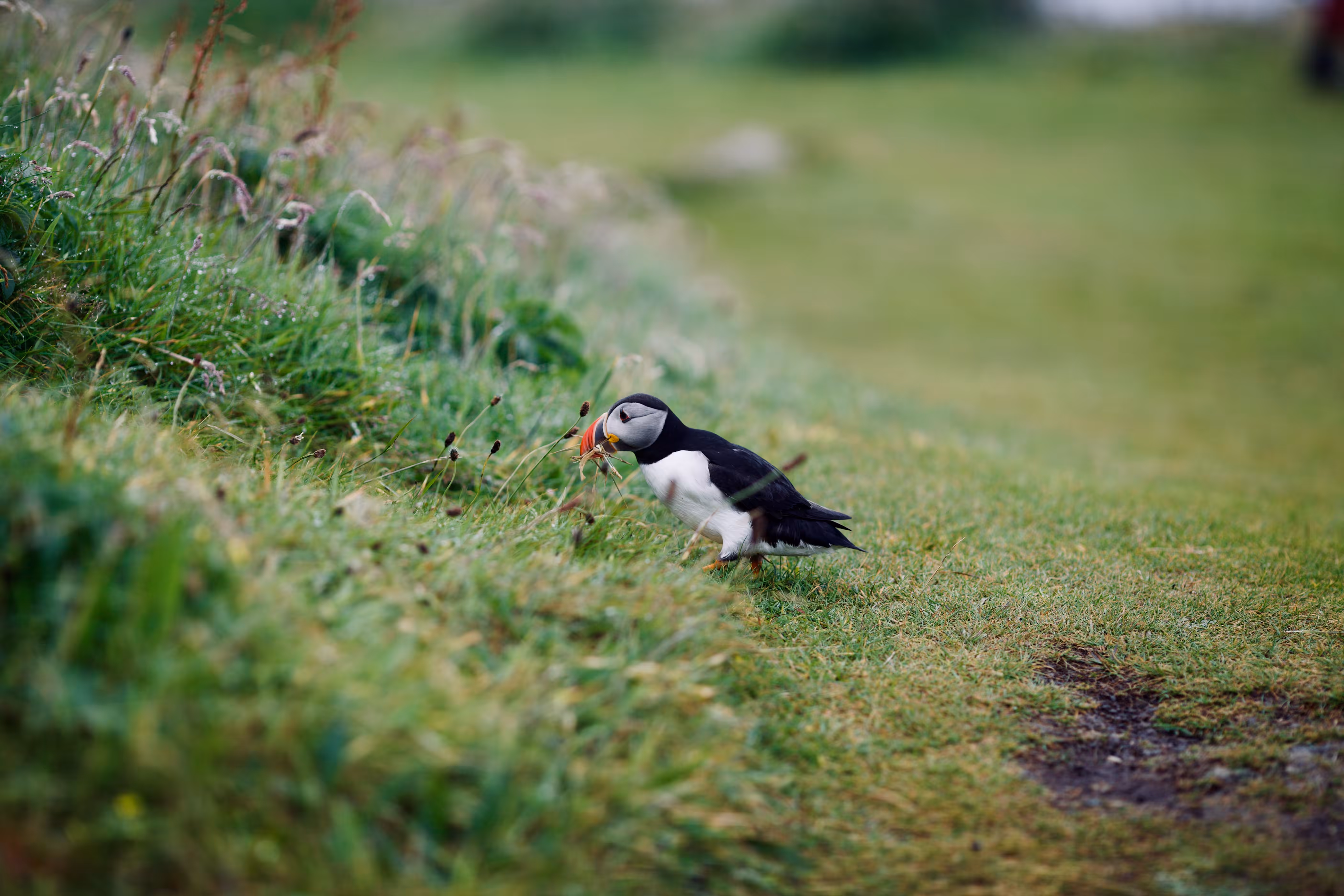 Puffin Collector
