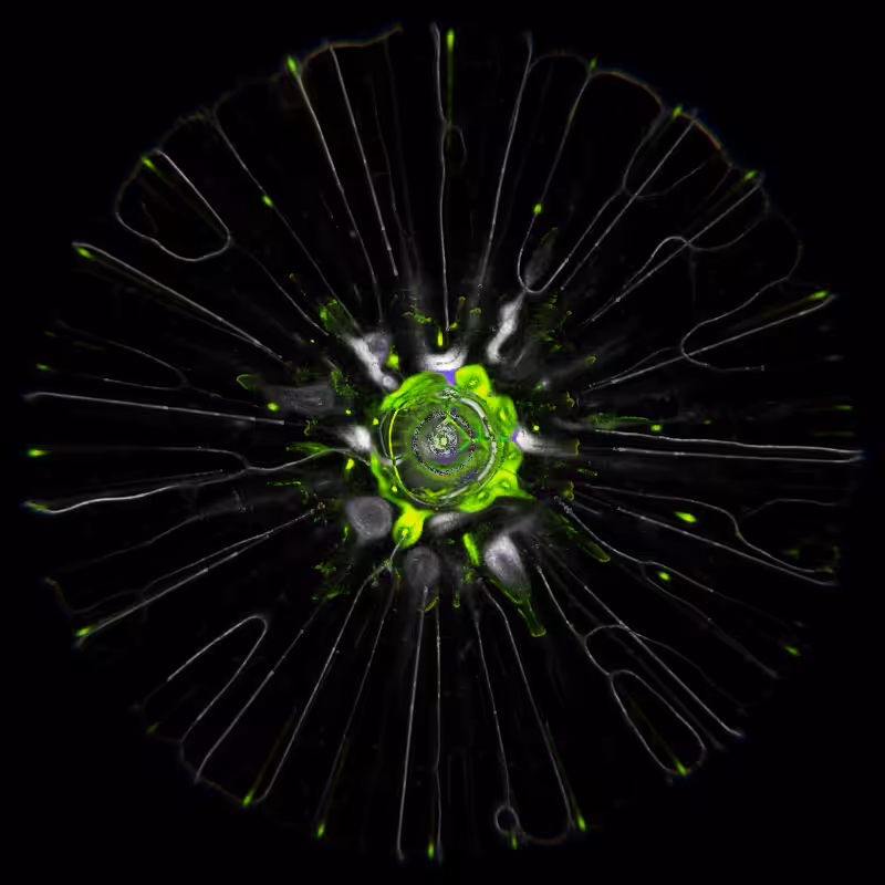 Ethereal Microcosm #166