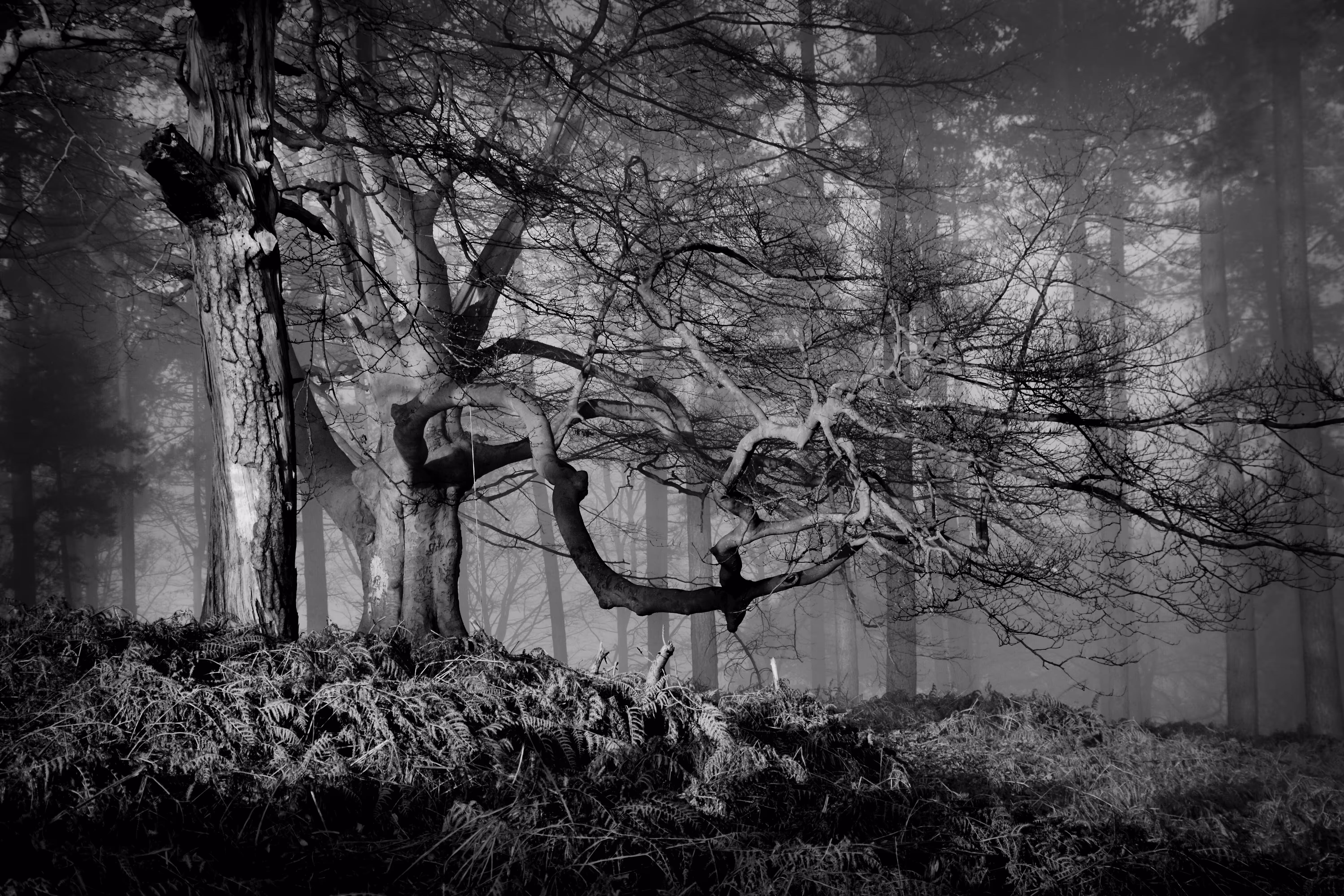 The Tree of Staffordshire 