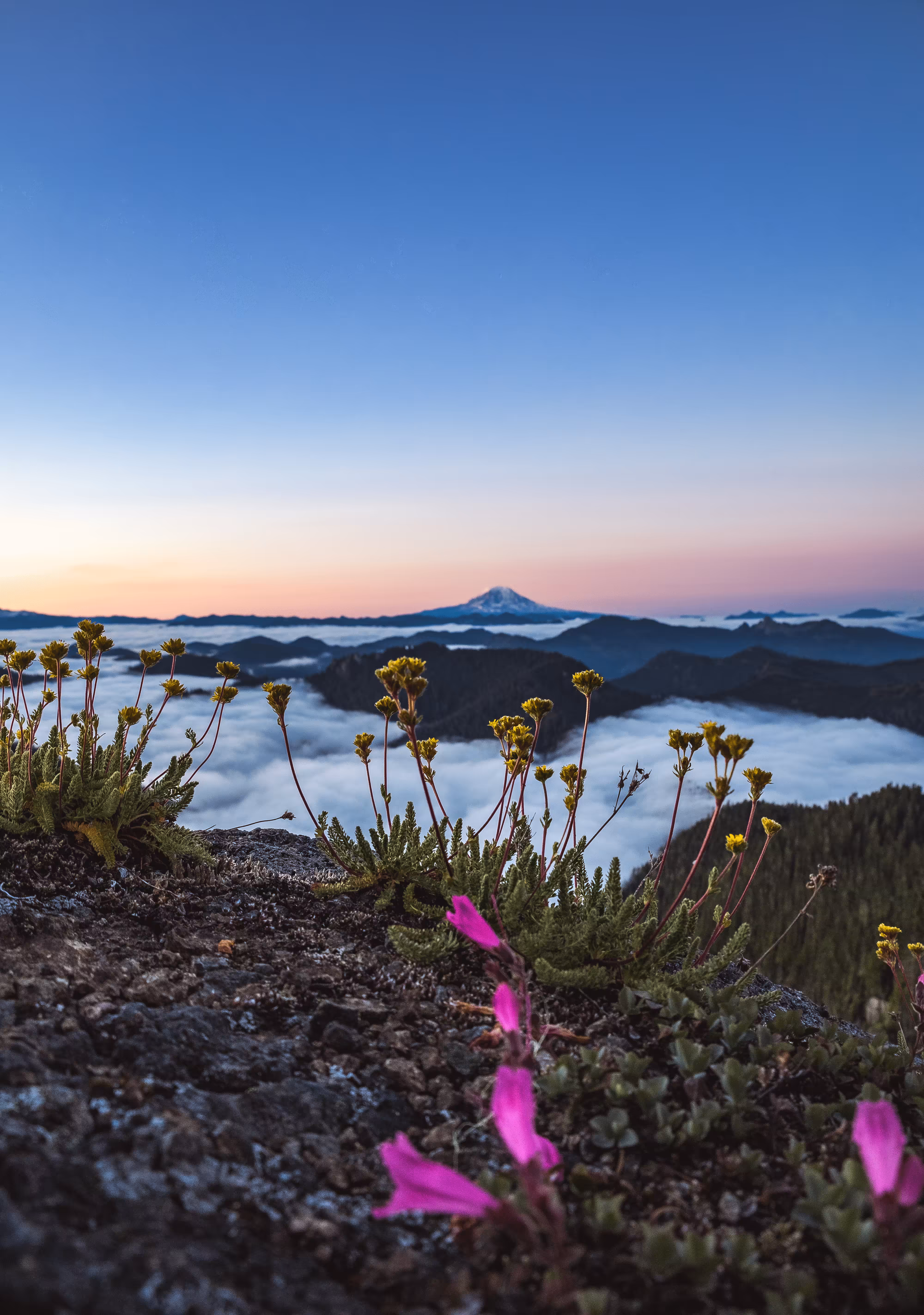 Mountain flowers