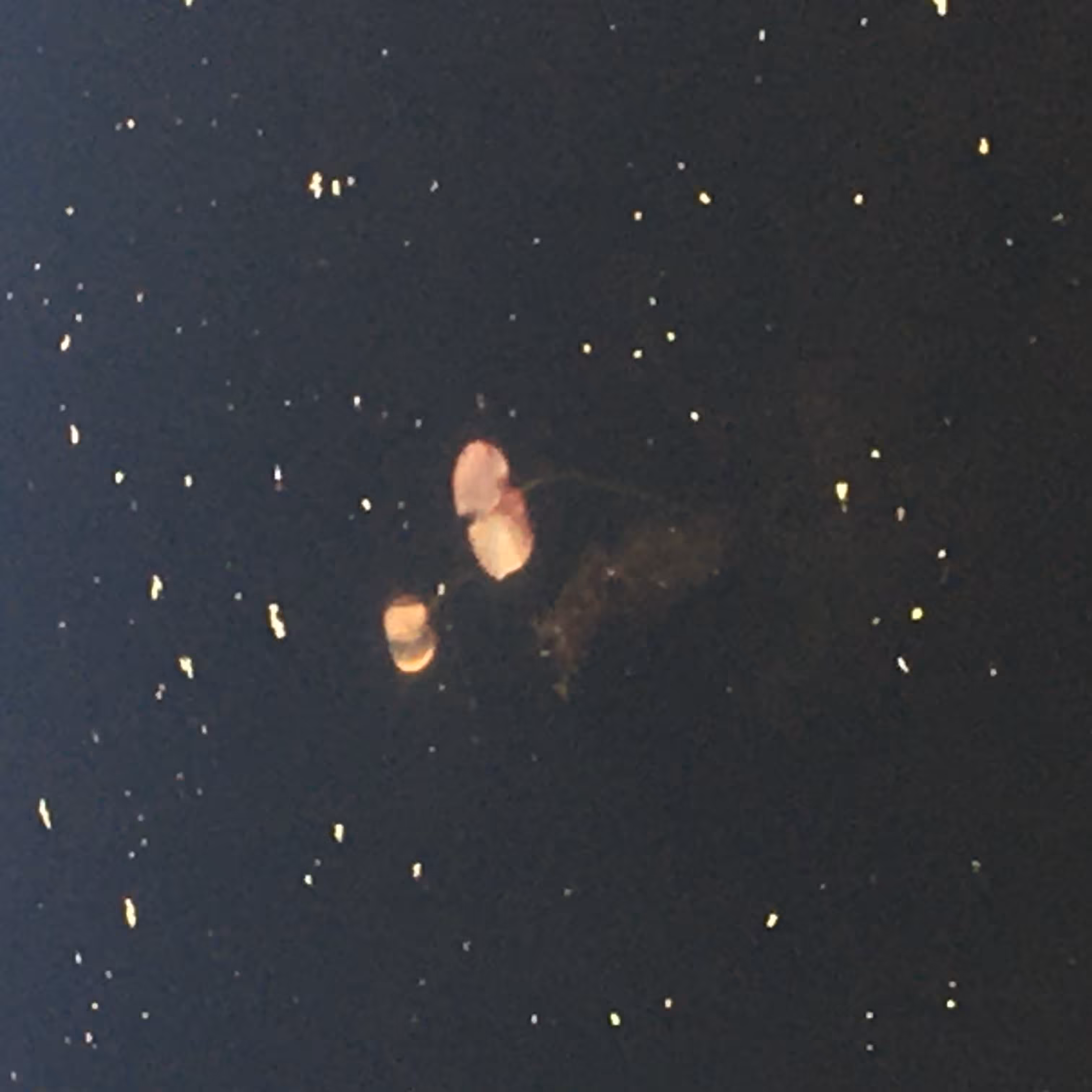 Microcosms IV