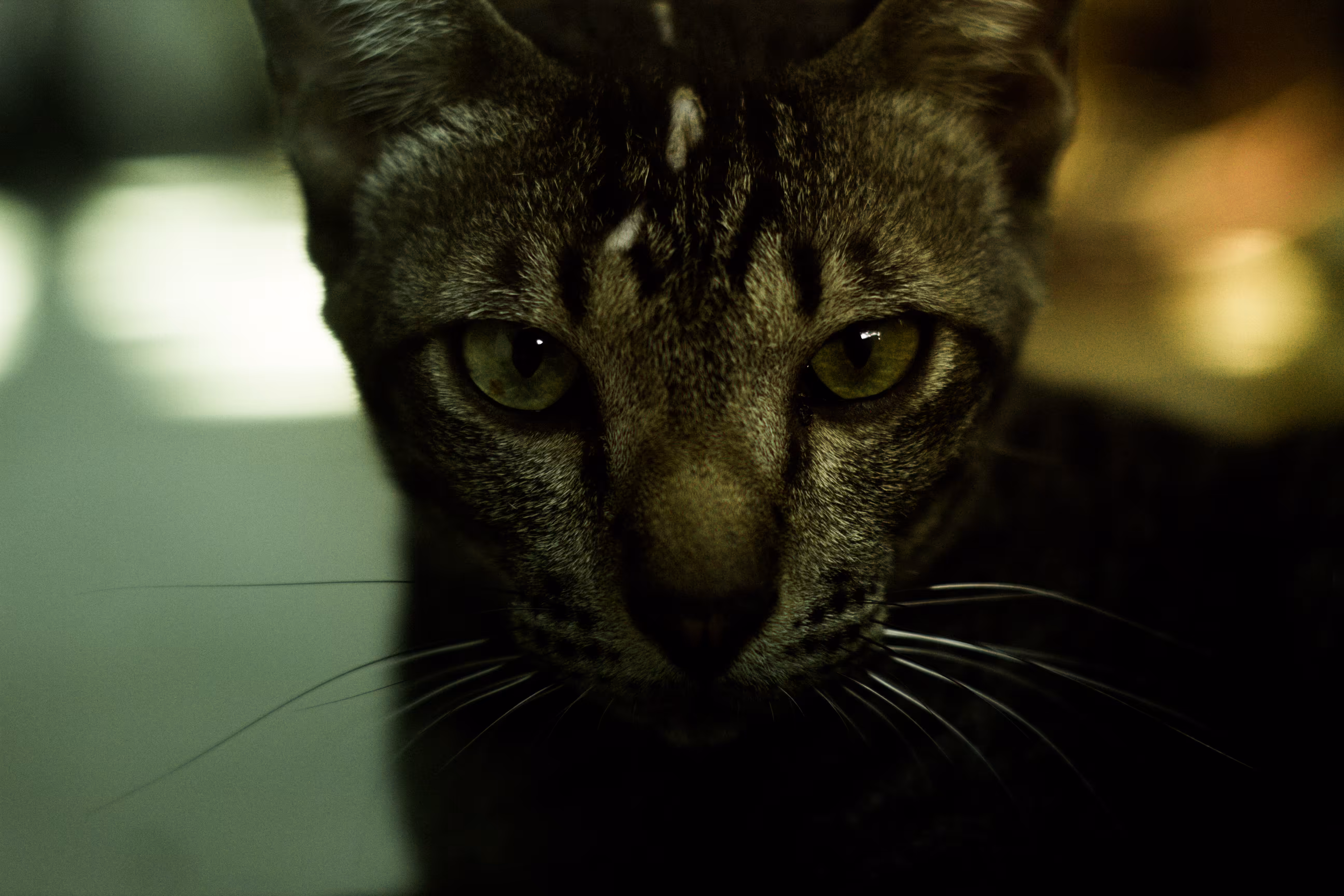 in the mood for cat