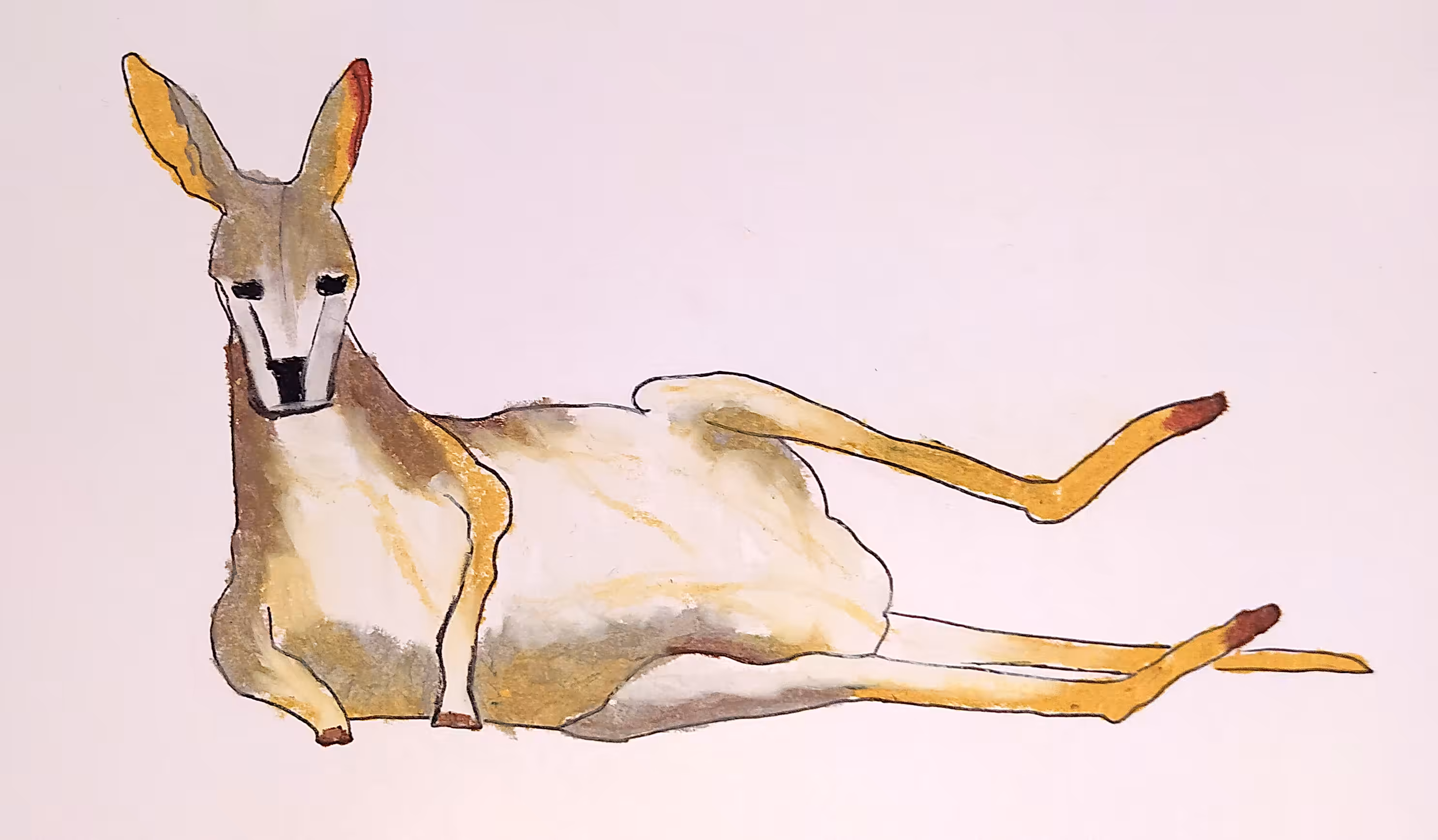 un canguro relajándose