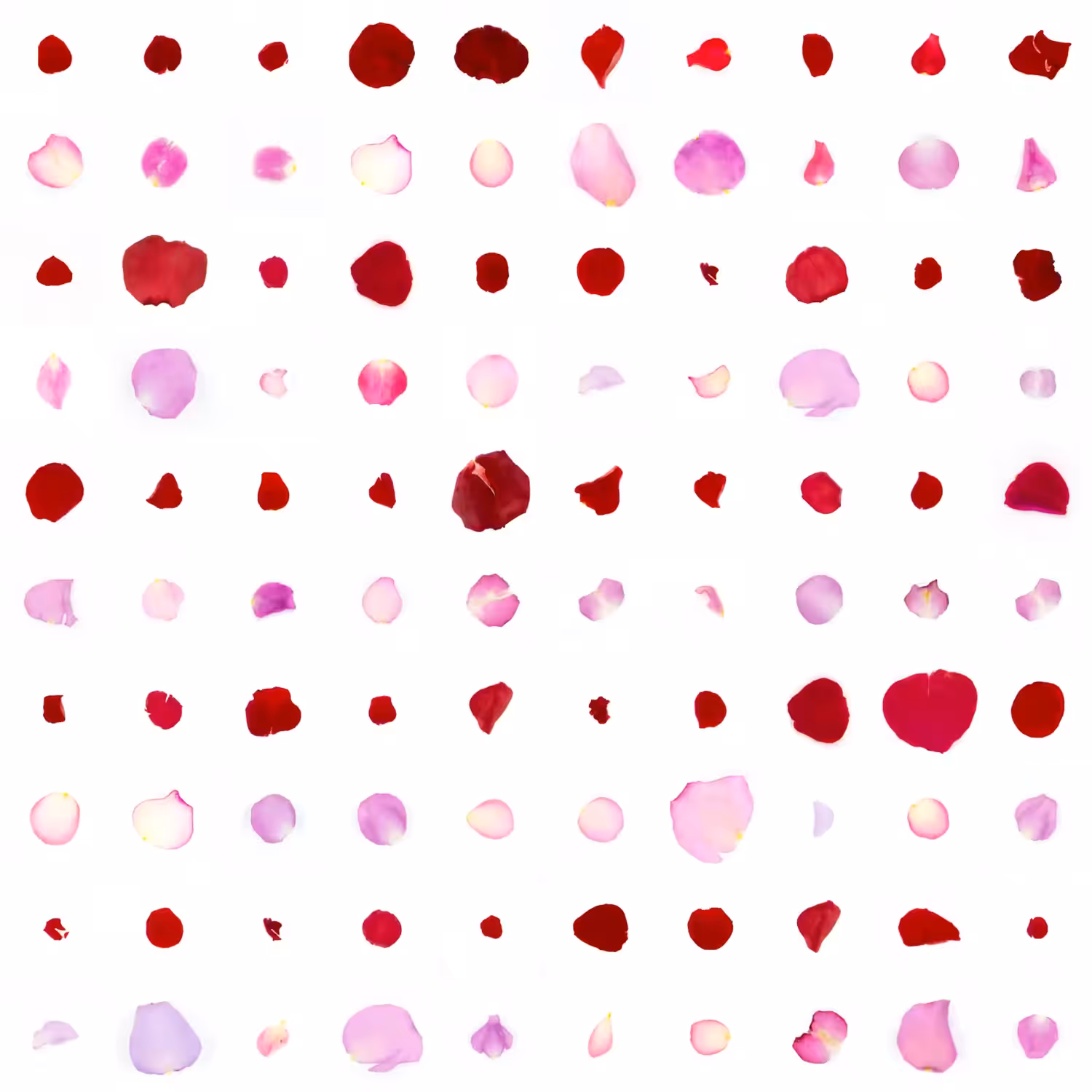 Infinite Petals 10x10#1968