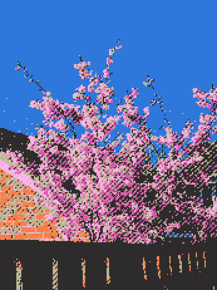 cherry blossoms bloom