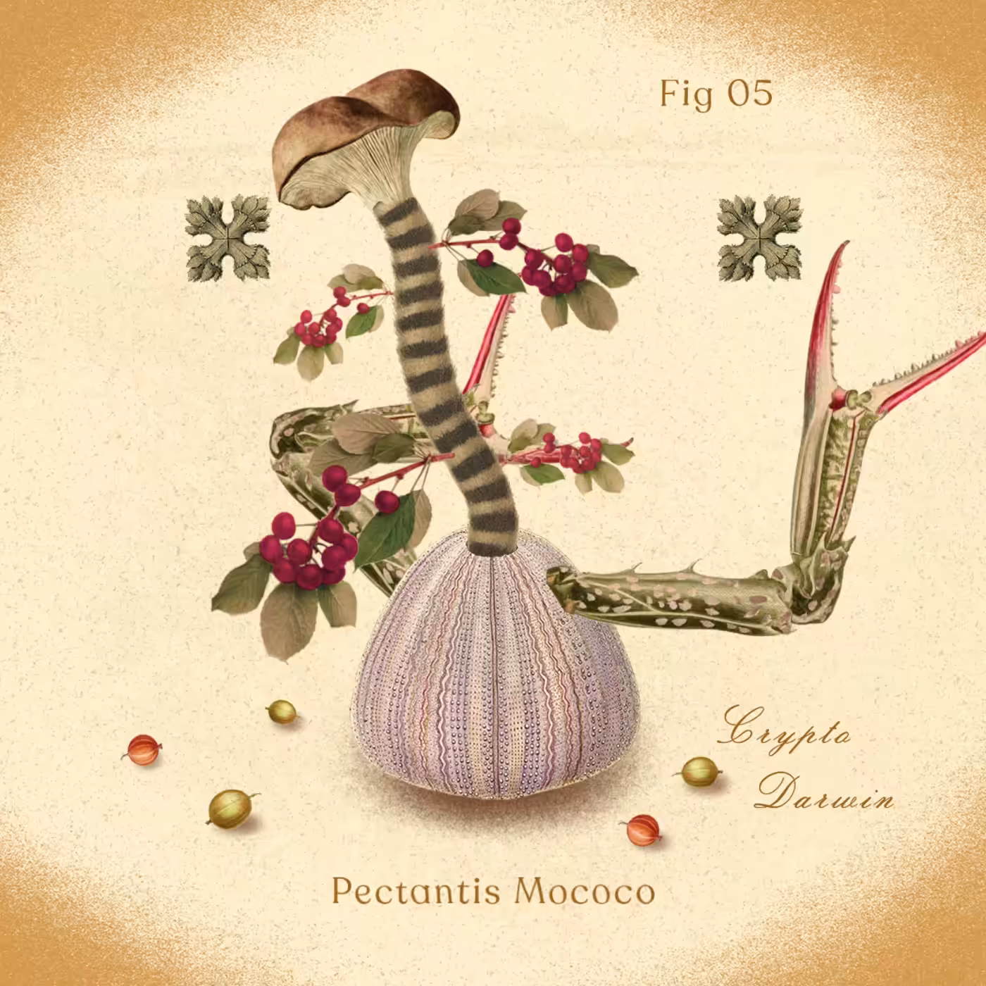 Pectantis Mococo