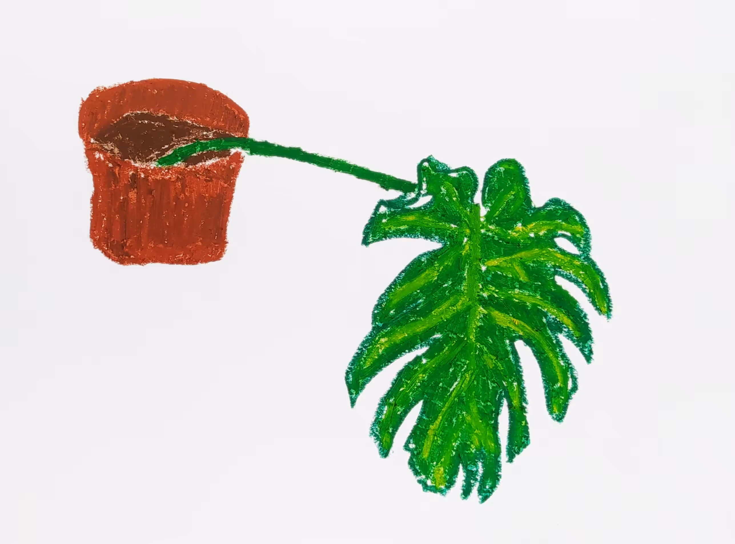 monstera
