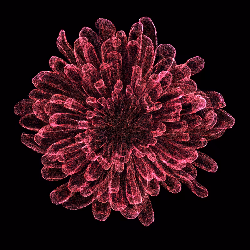 Chrysanthemum Morifolium 30 #117