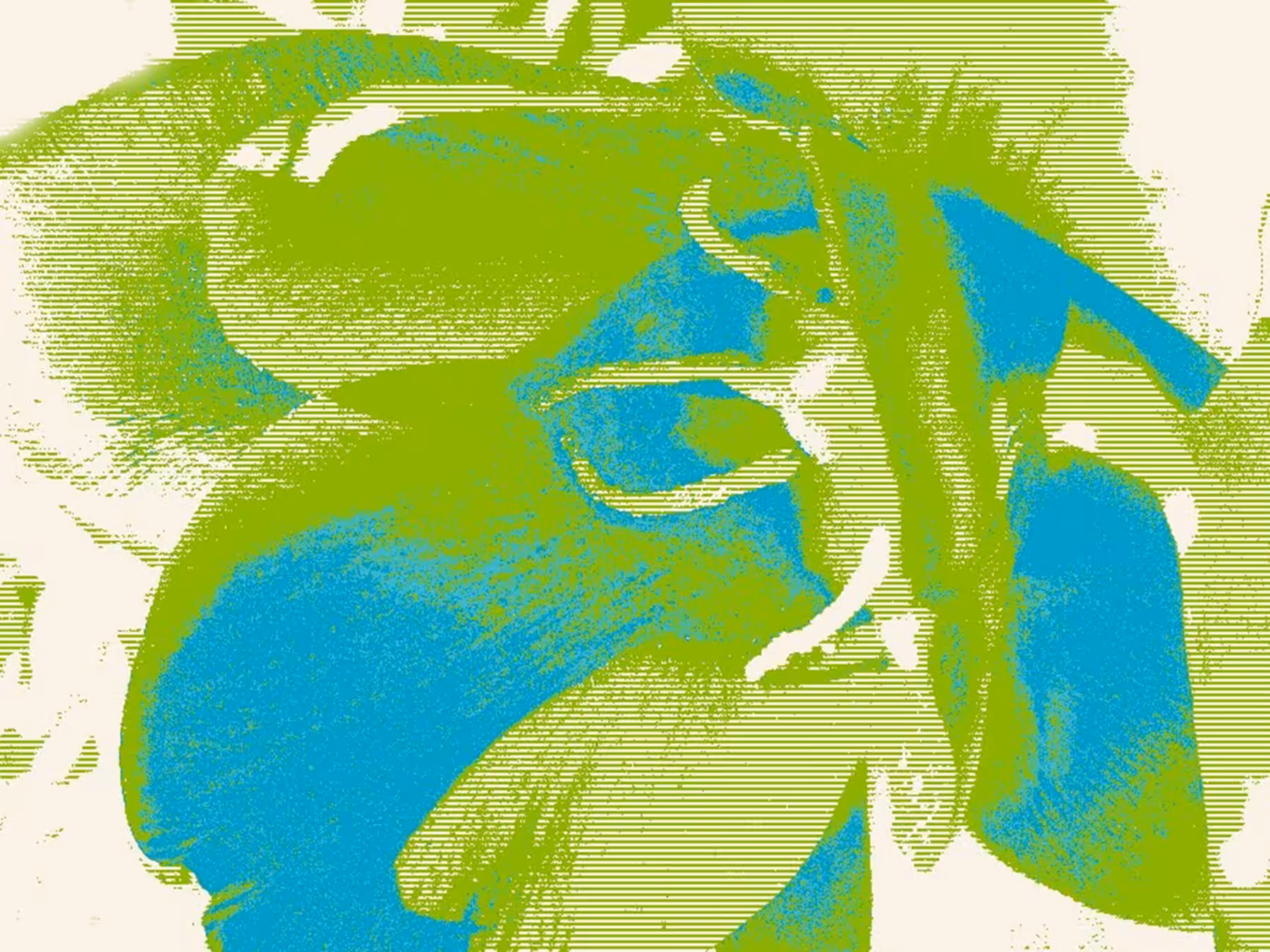 FLOWER POP: Joe