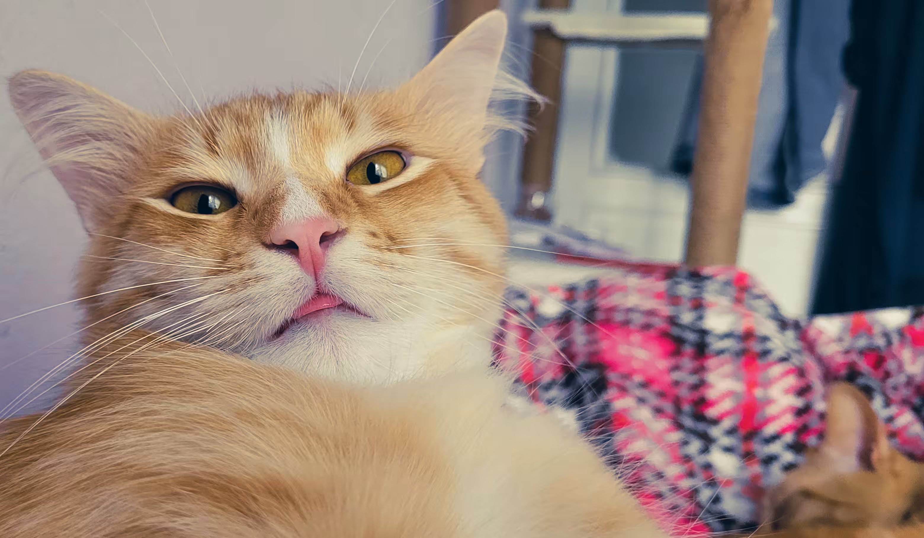 Cinnamon The Blooper