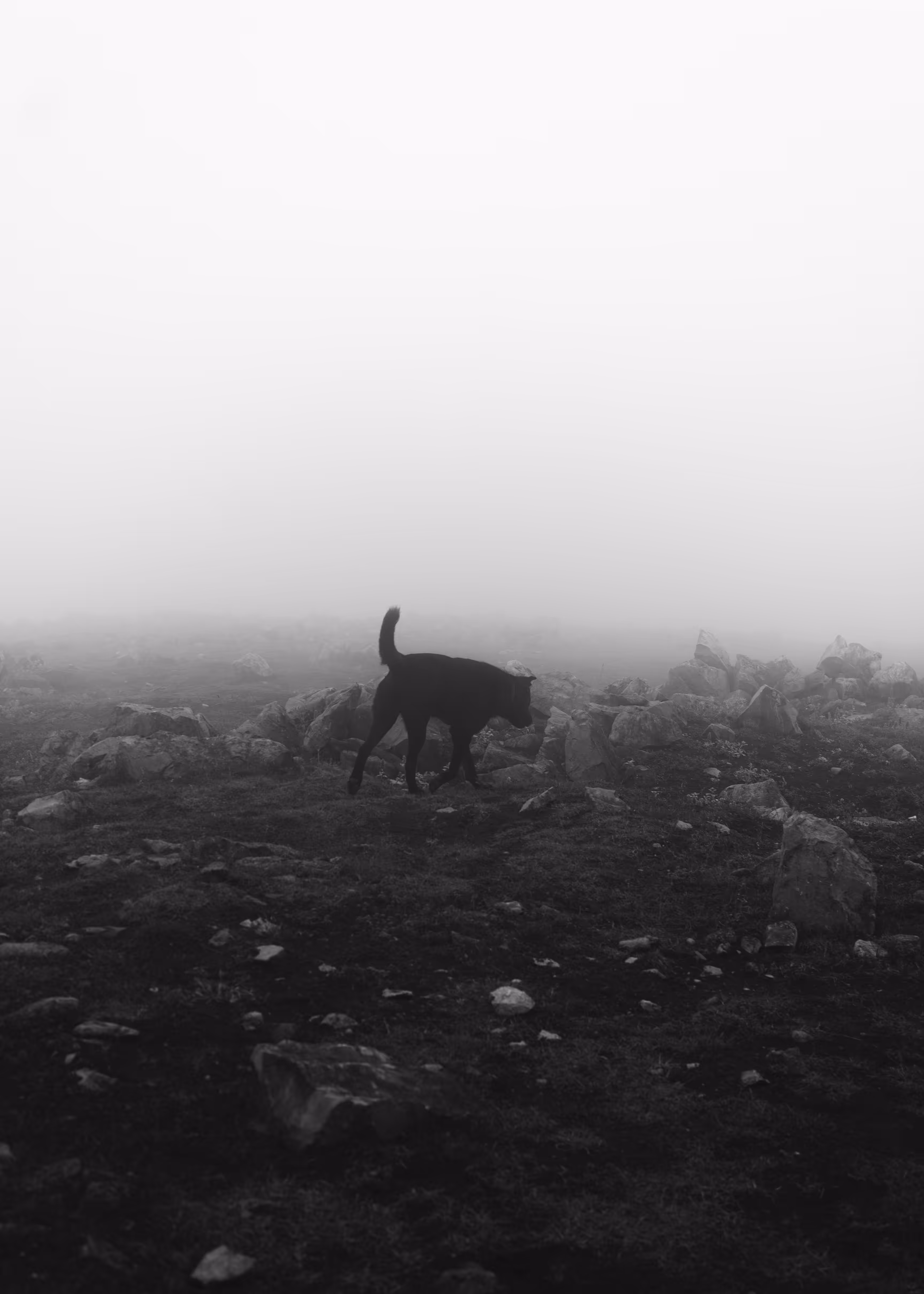 black dog in the fog