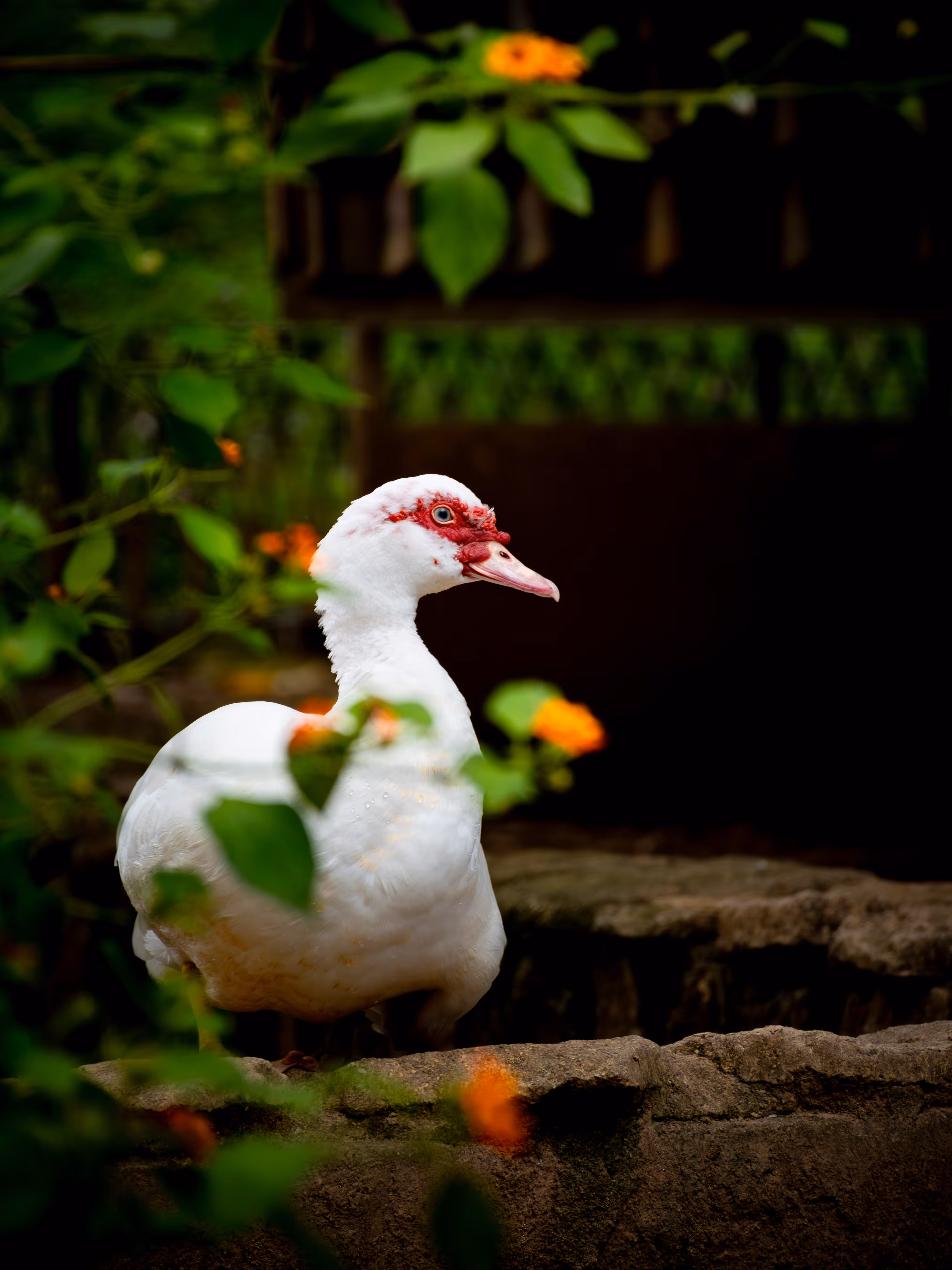 White Muscovy Duck