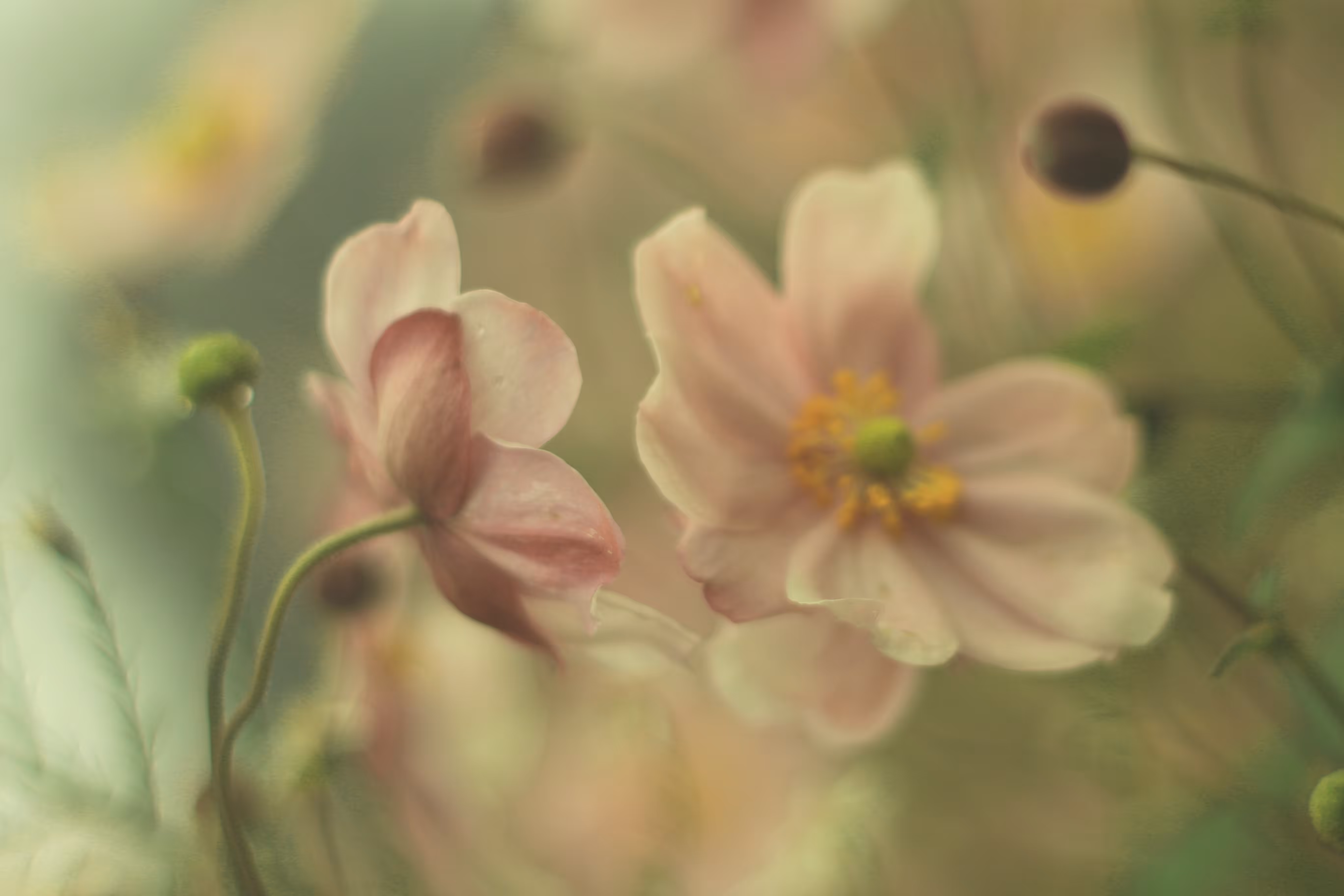 little renaissance flowers