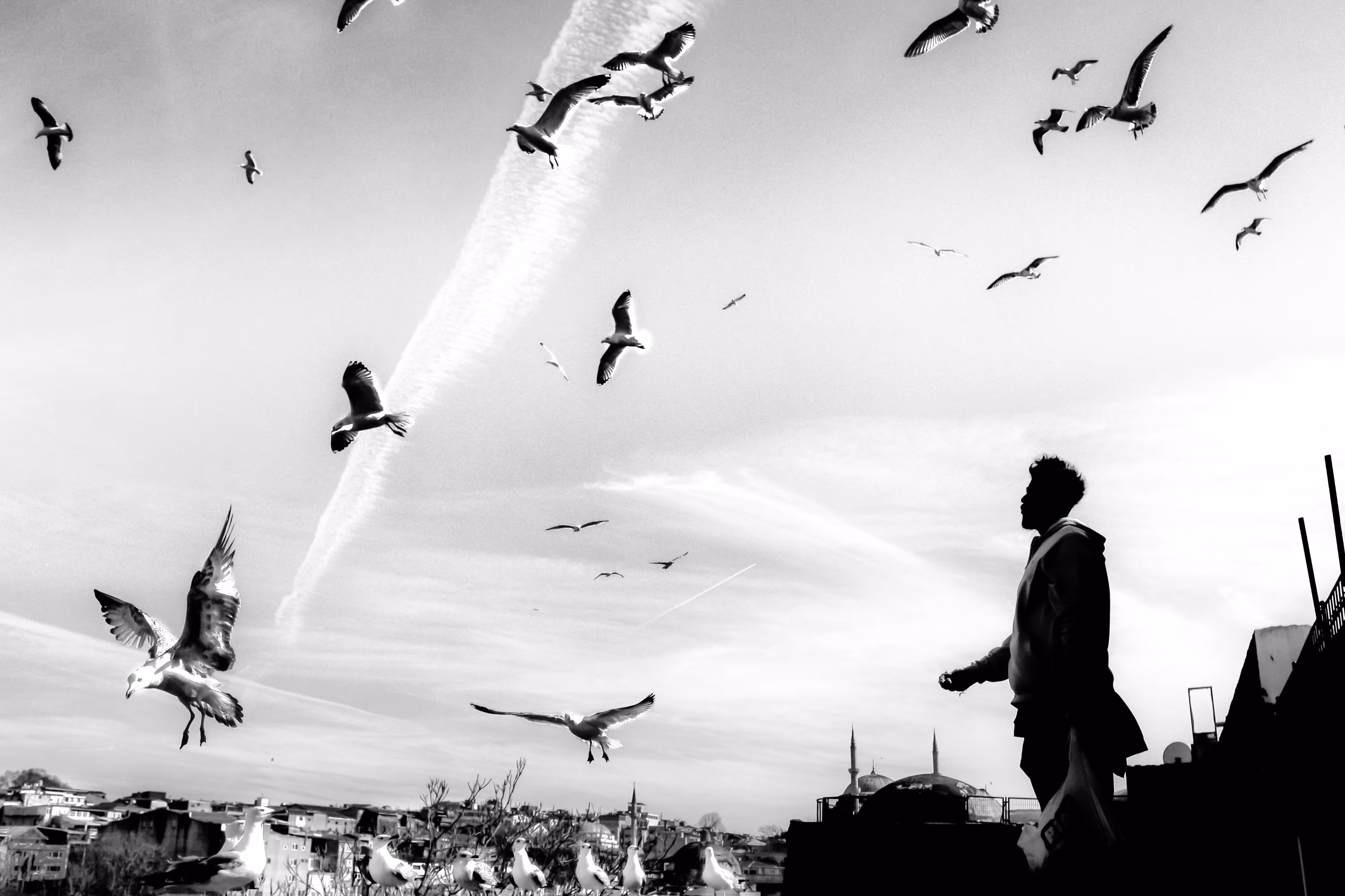birds