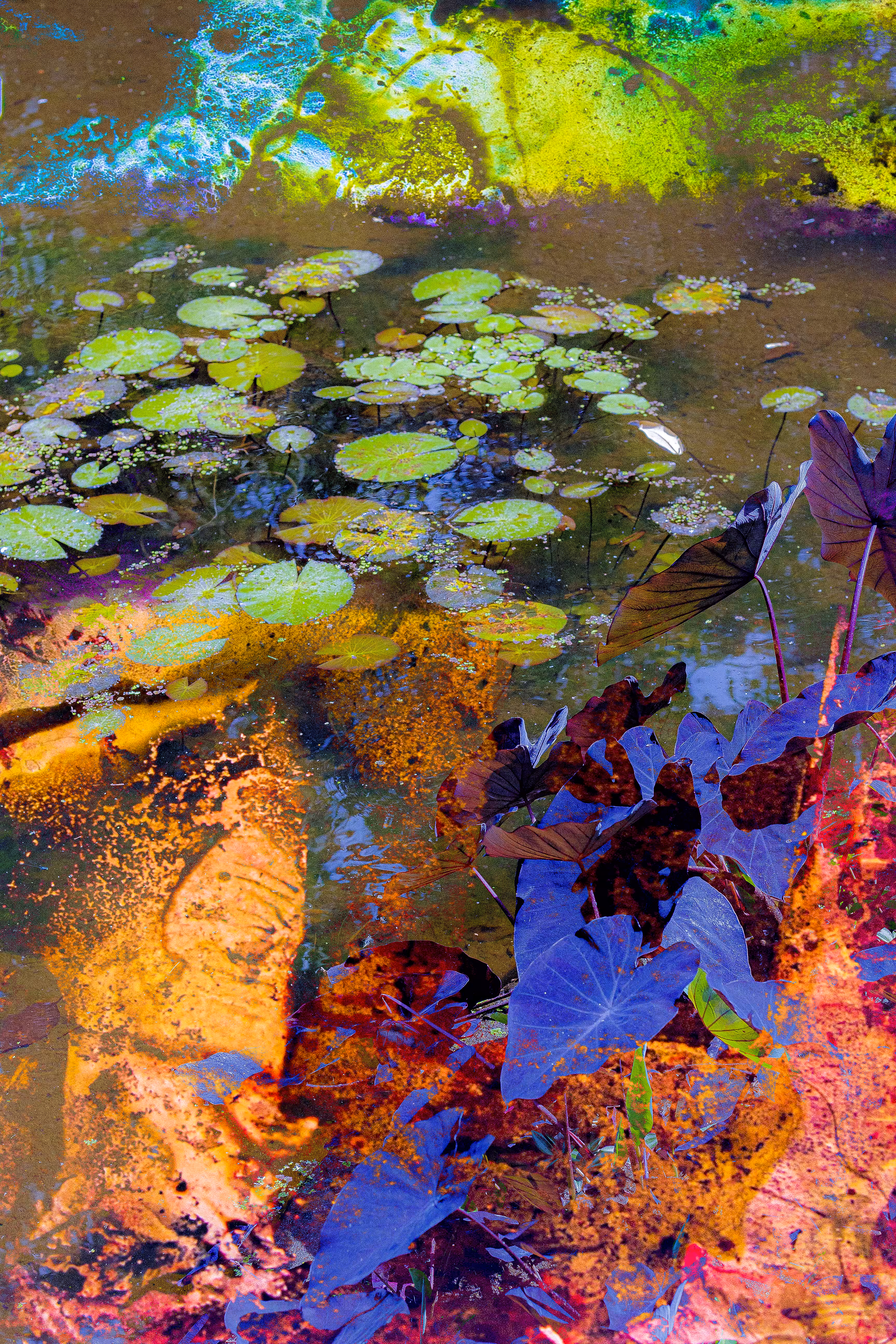 Water Garden Experiment