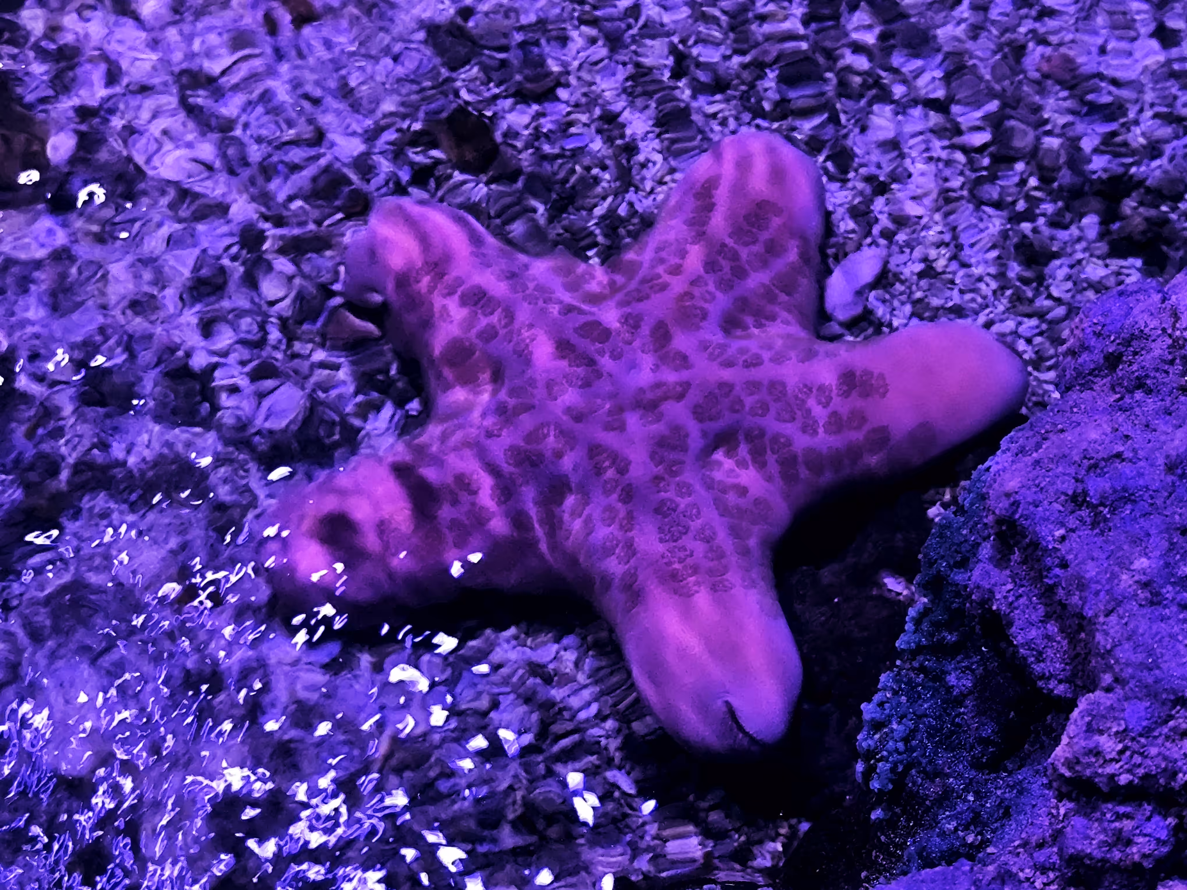 Purple Starfish