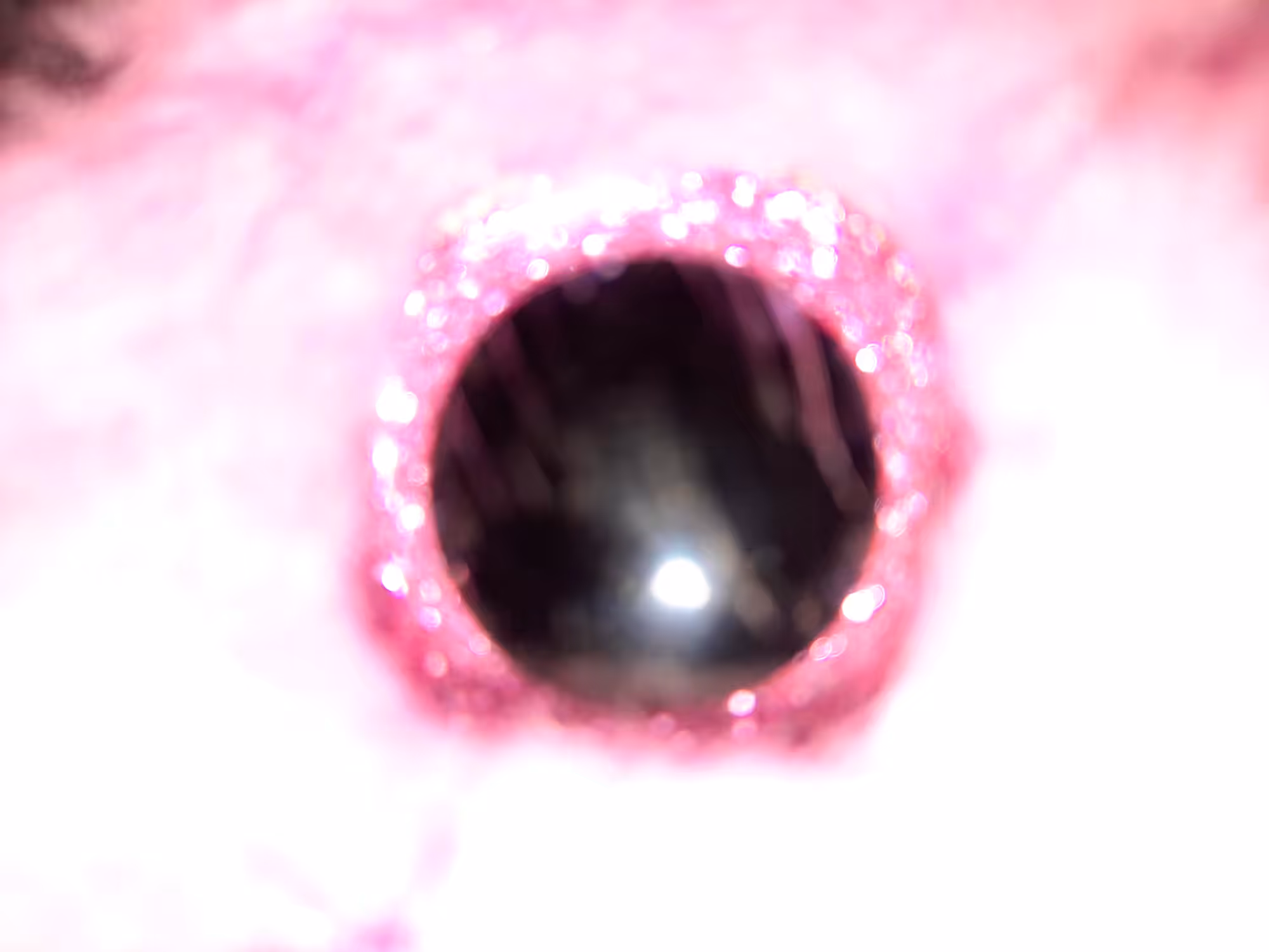 Unicorn Anus