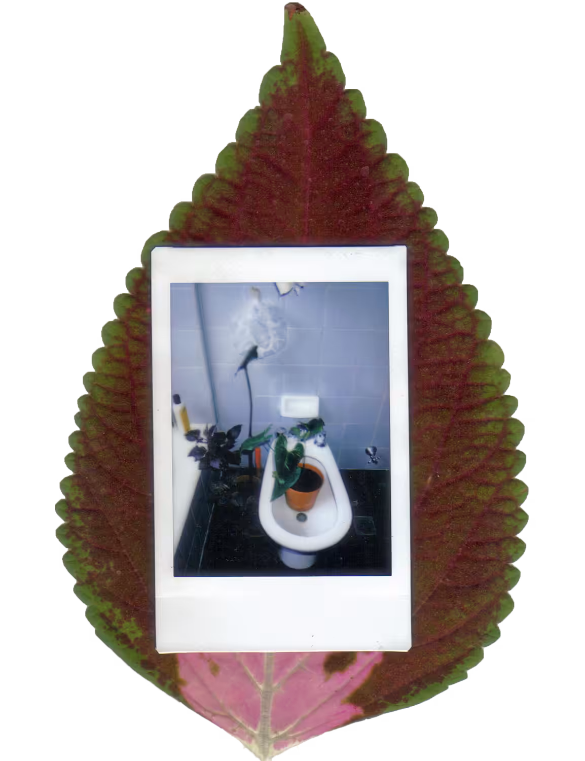 Bidé and leaf