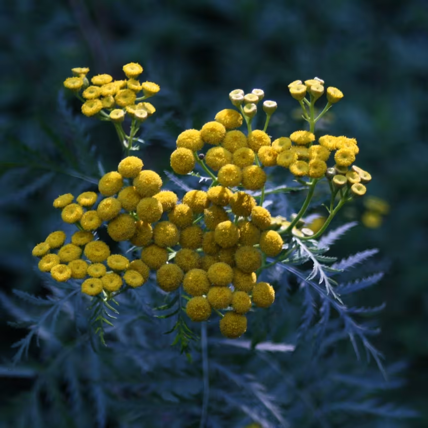 Tiny Yellow Jewels