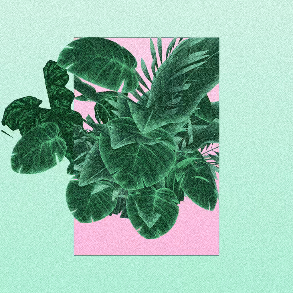 Botany #138