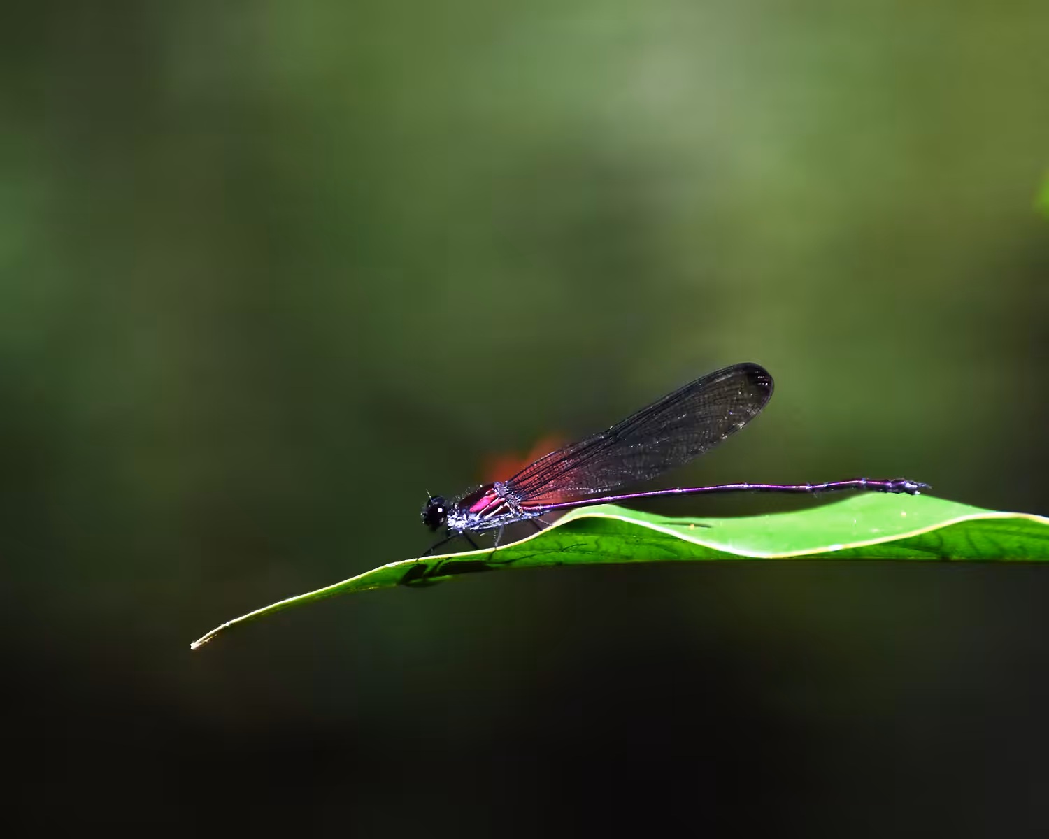 Libélula en el Amazonas