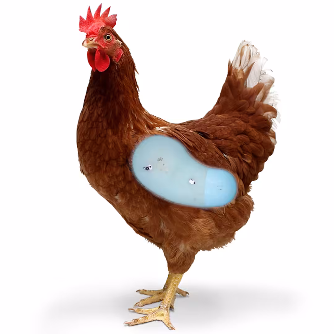 POULE