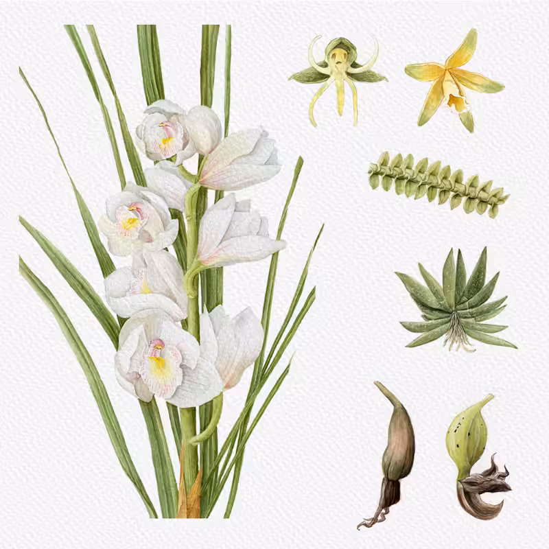 Botanical Illustration - Orchids 1 #39