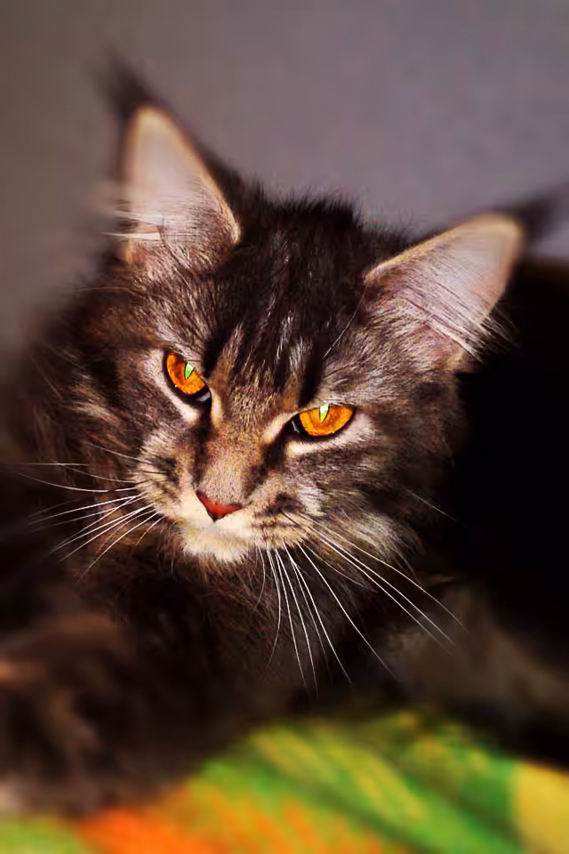 Catmageddon: The Mother